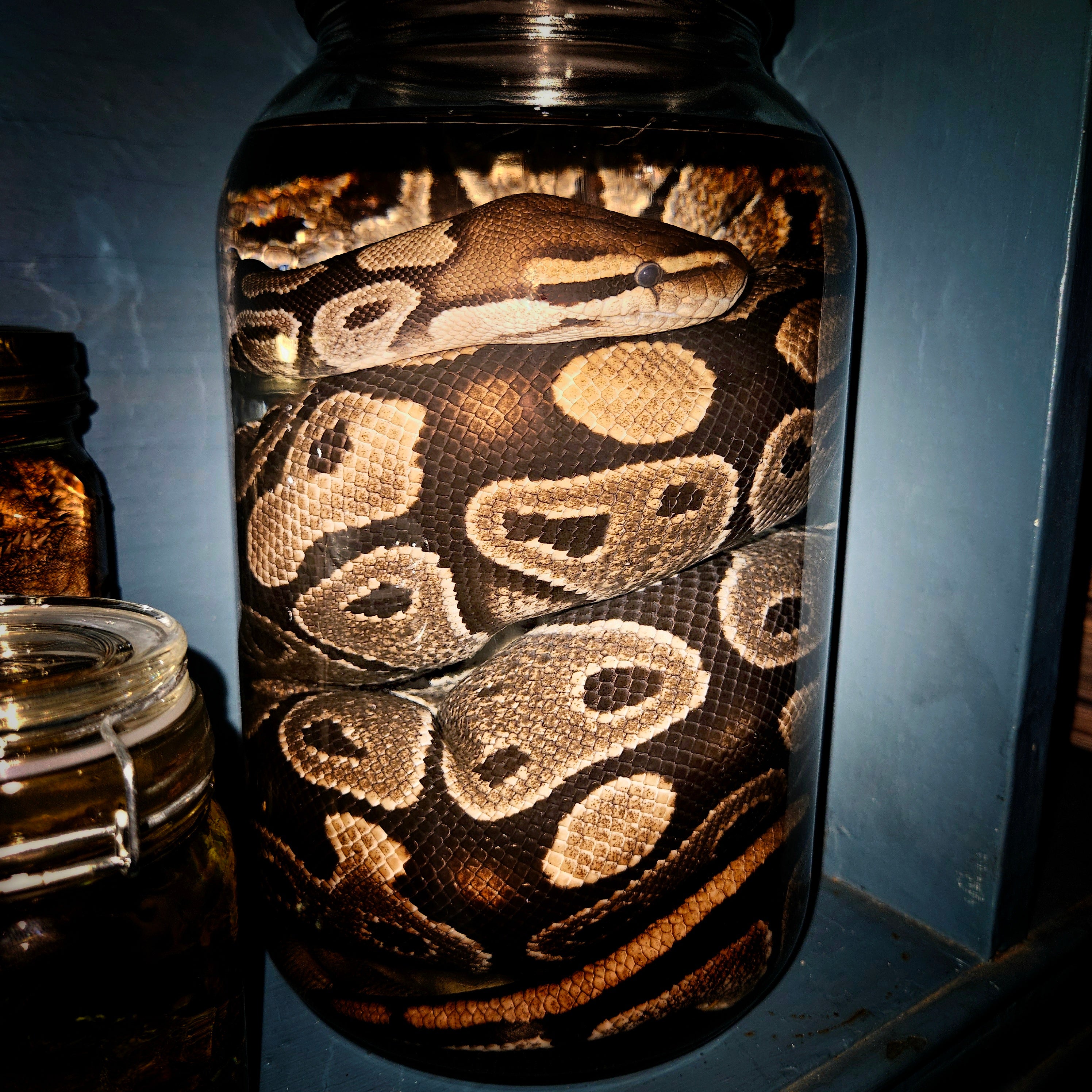 Wet specimens