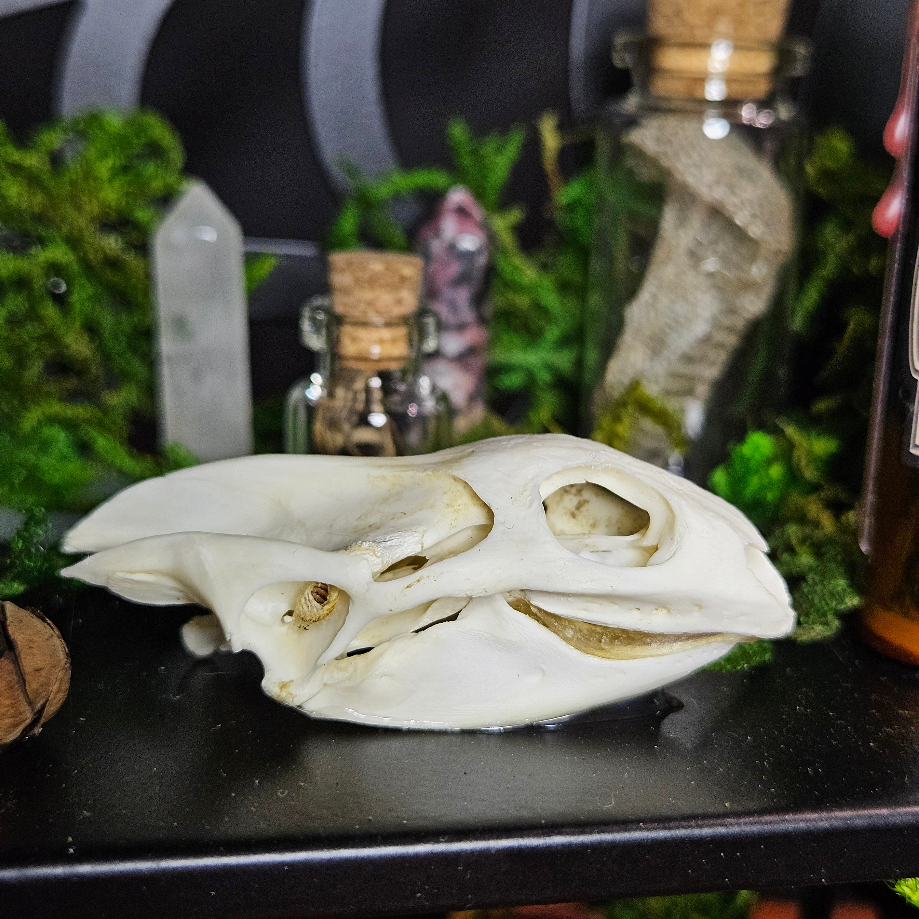 Skulls & Bone