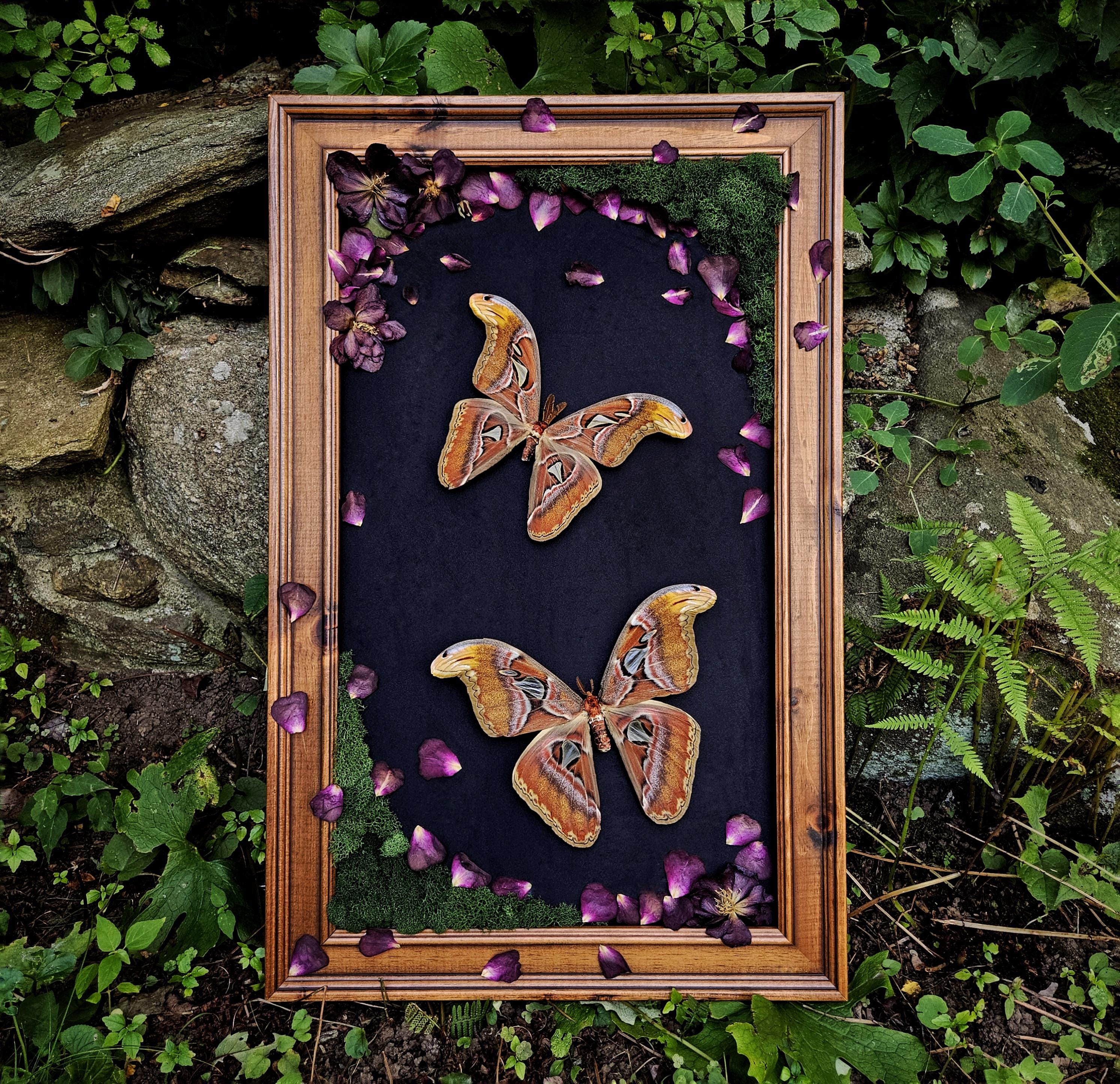 Framed Atlas Moth Pair with Rose Petals – One-of-a-Kind Handmade Artwork