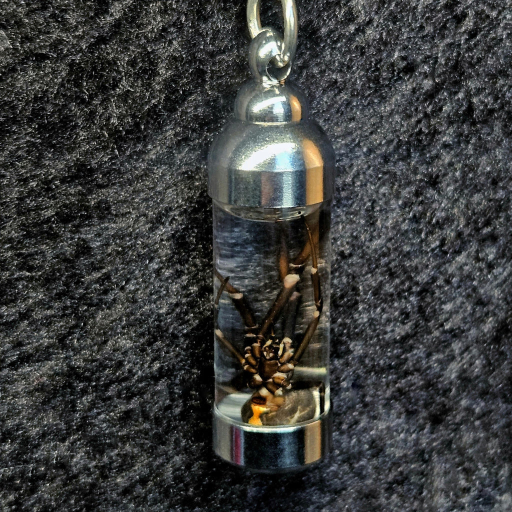Black Widow spider wet specimen necklaces, female and male, black and silver necklaces