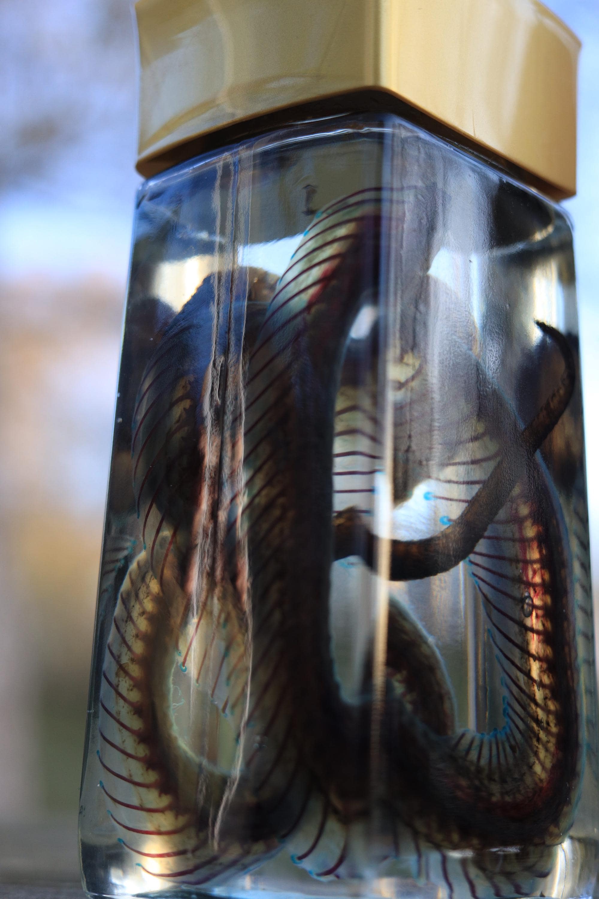 Diaphonized Snake wet specimen