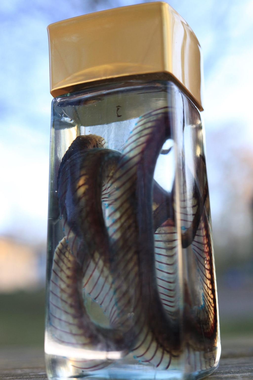 Diaphonized Snake wet specimen