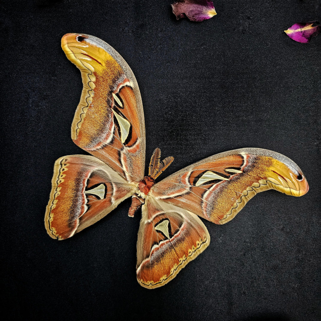 Framed Atlas Moth Pair with Rose Petals – One-of-a-Kind Handmade Artwork