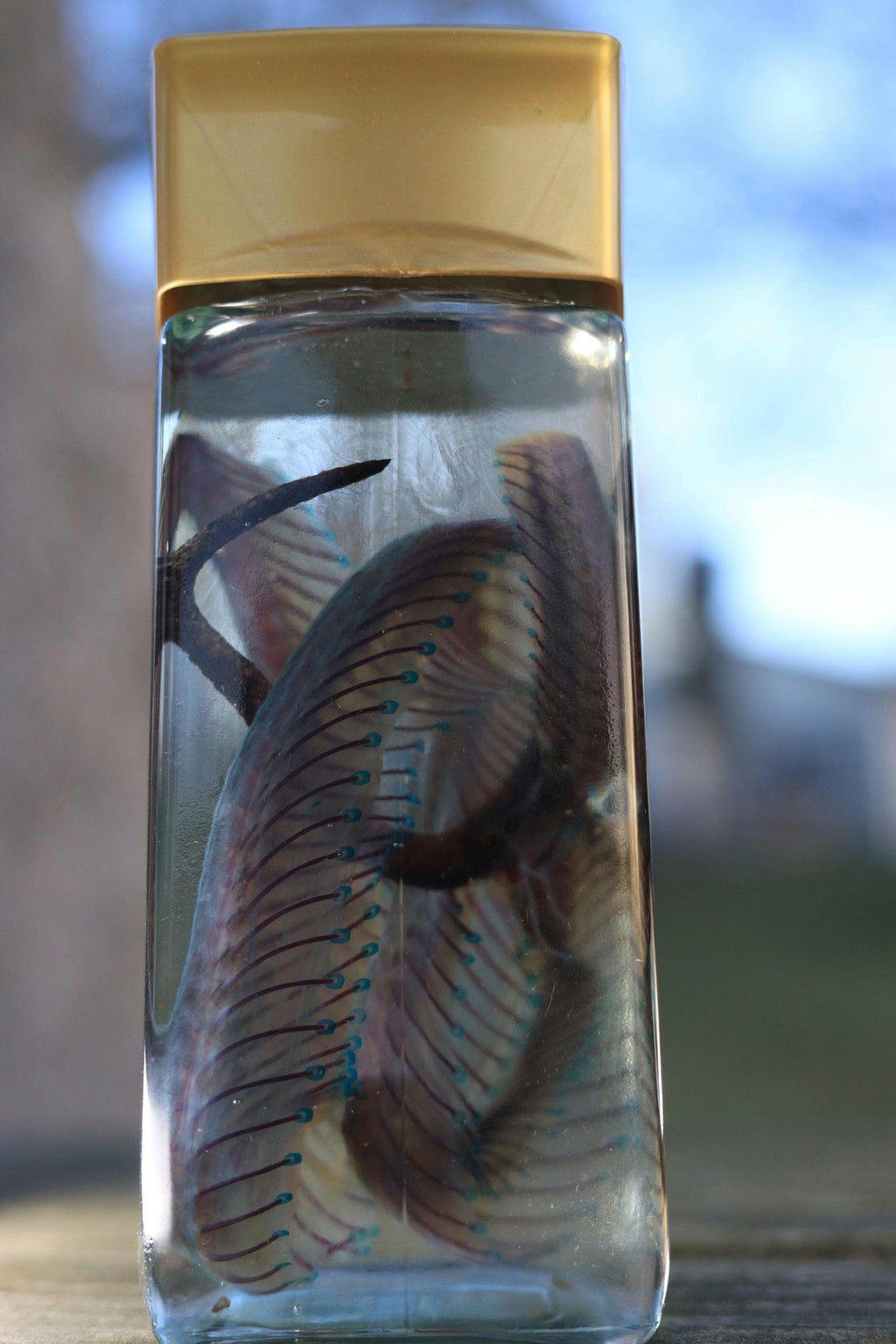 Diaphonized Snake wet specimen