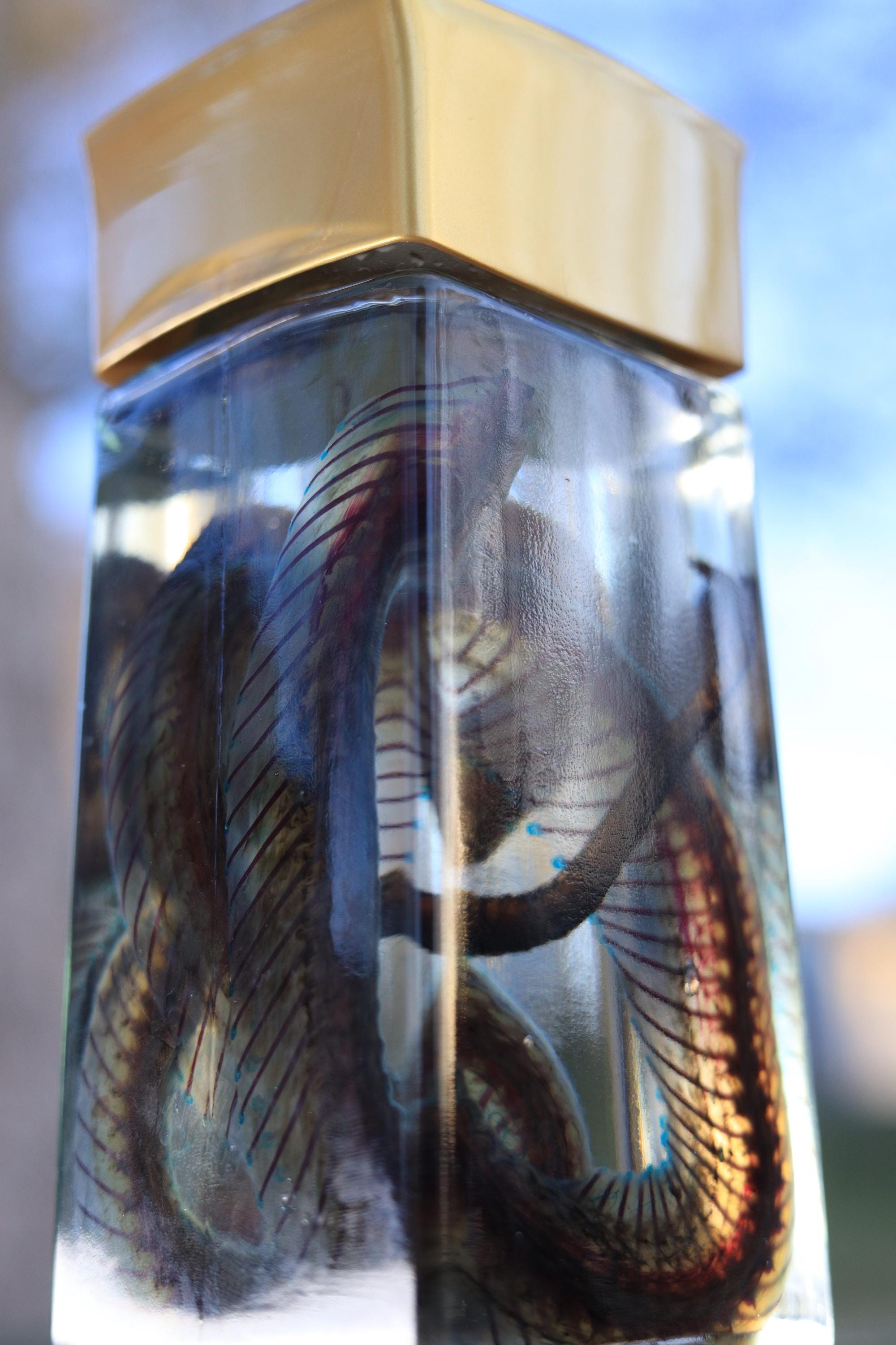 Diaphonized Snake wet specimen