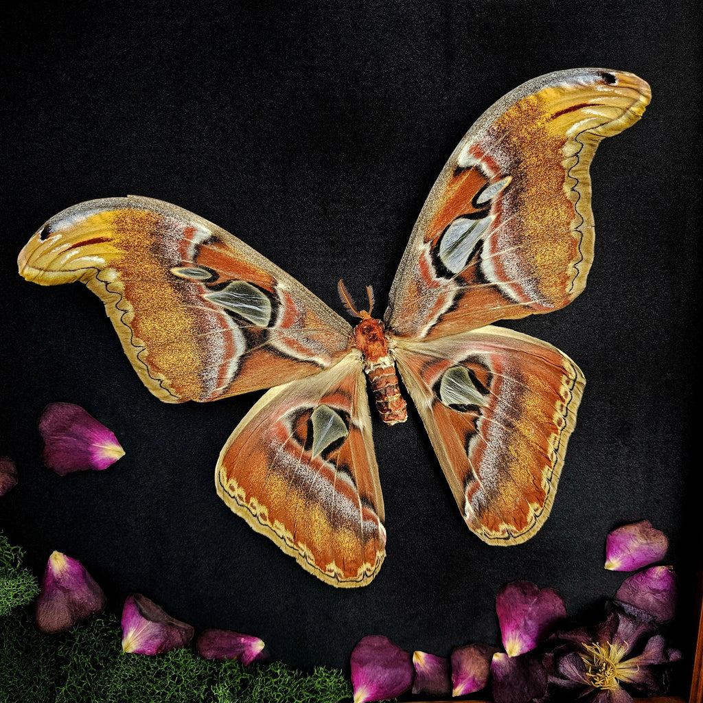 Framed Atlas Moth Pair with Rose Petals – One-of-a-Kind Handmade Artwork