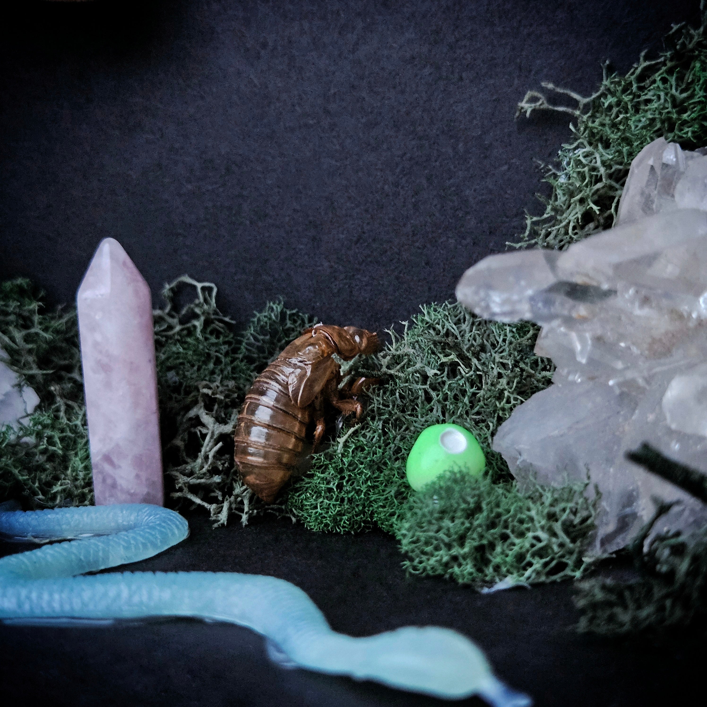 Moonlit Moth Reliquary Cabinet