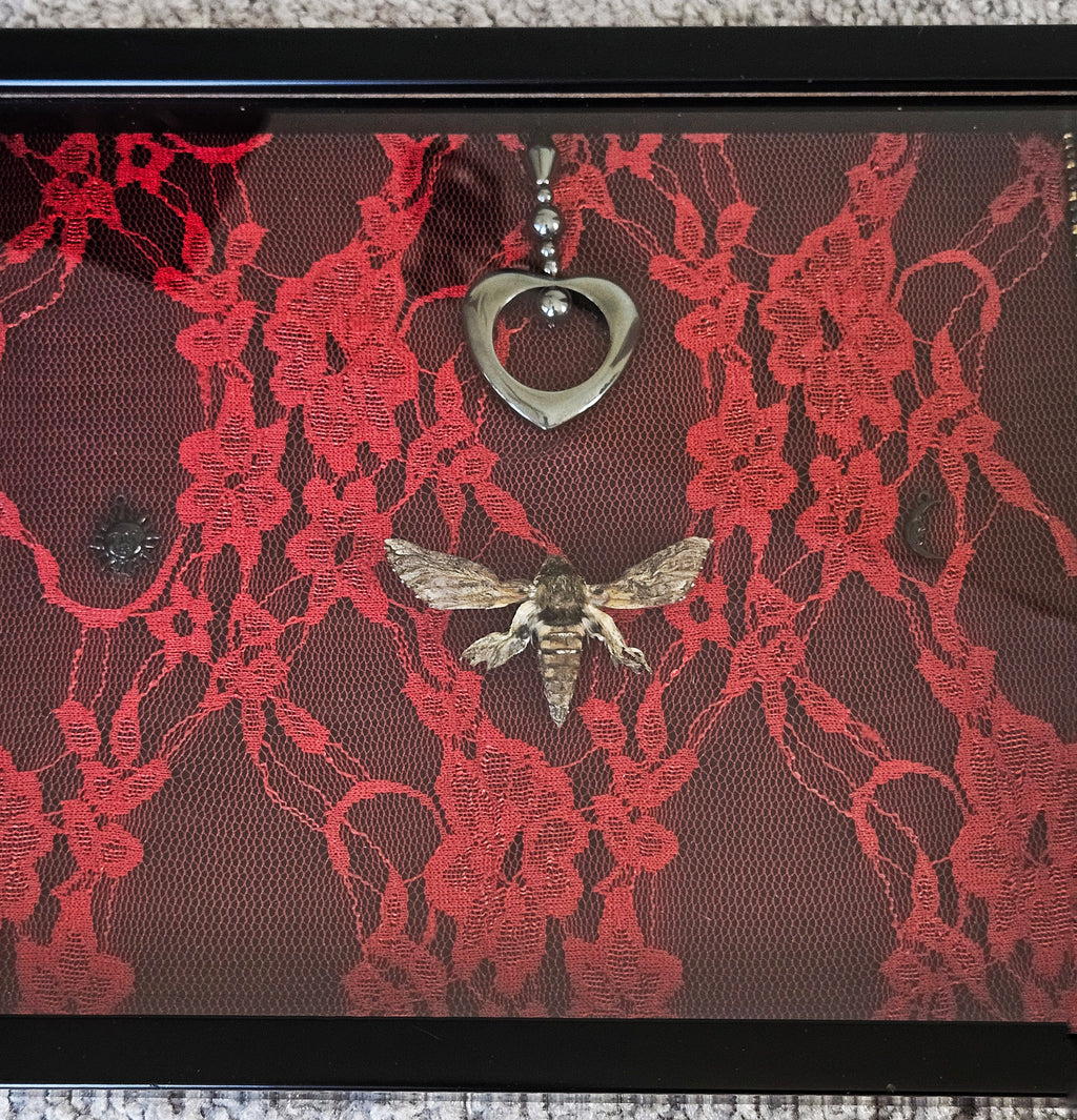Crimson Lace Sphinx Moth Frame