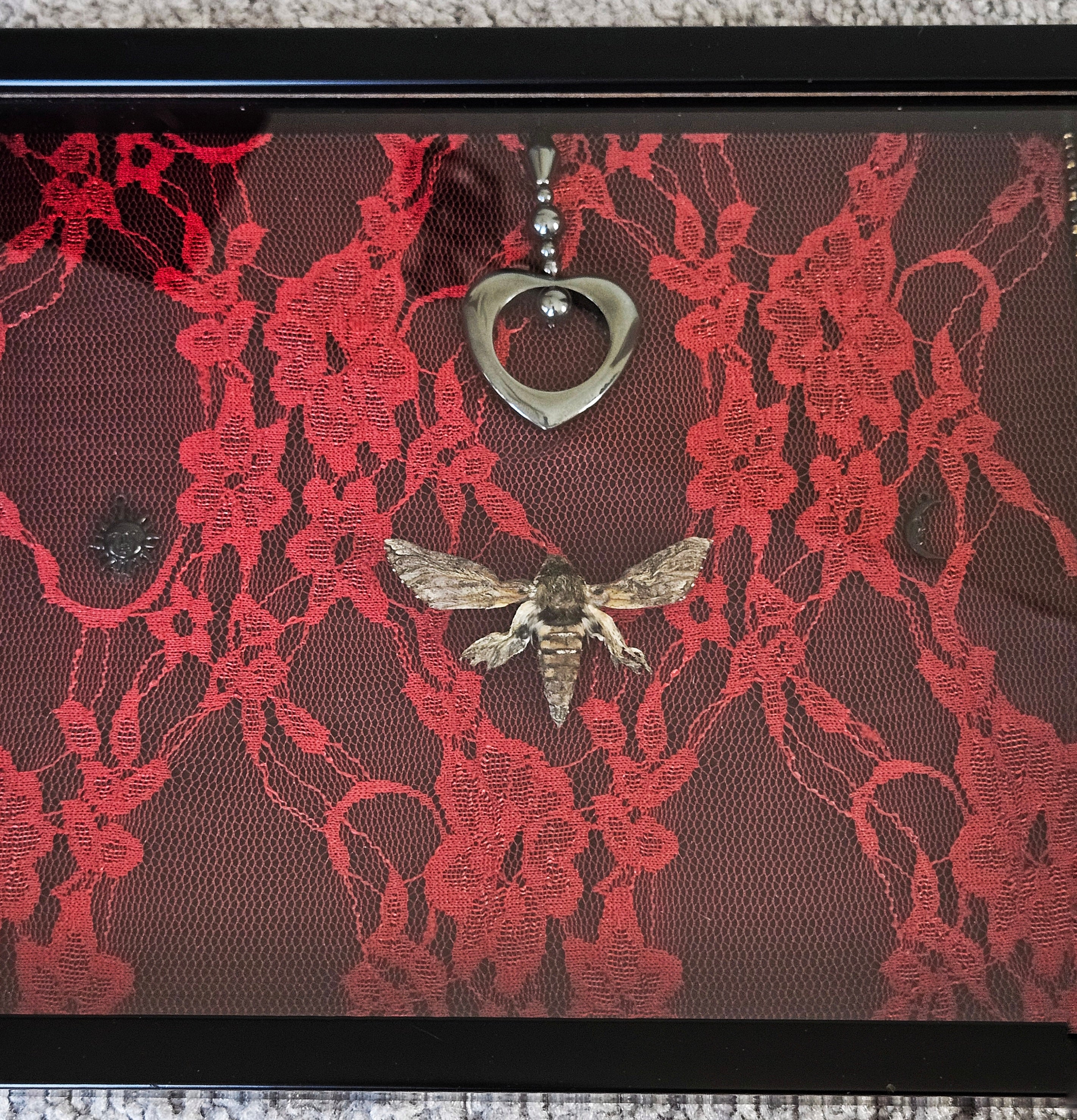 Crimson Lace Sphinx Moth Frame