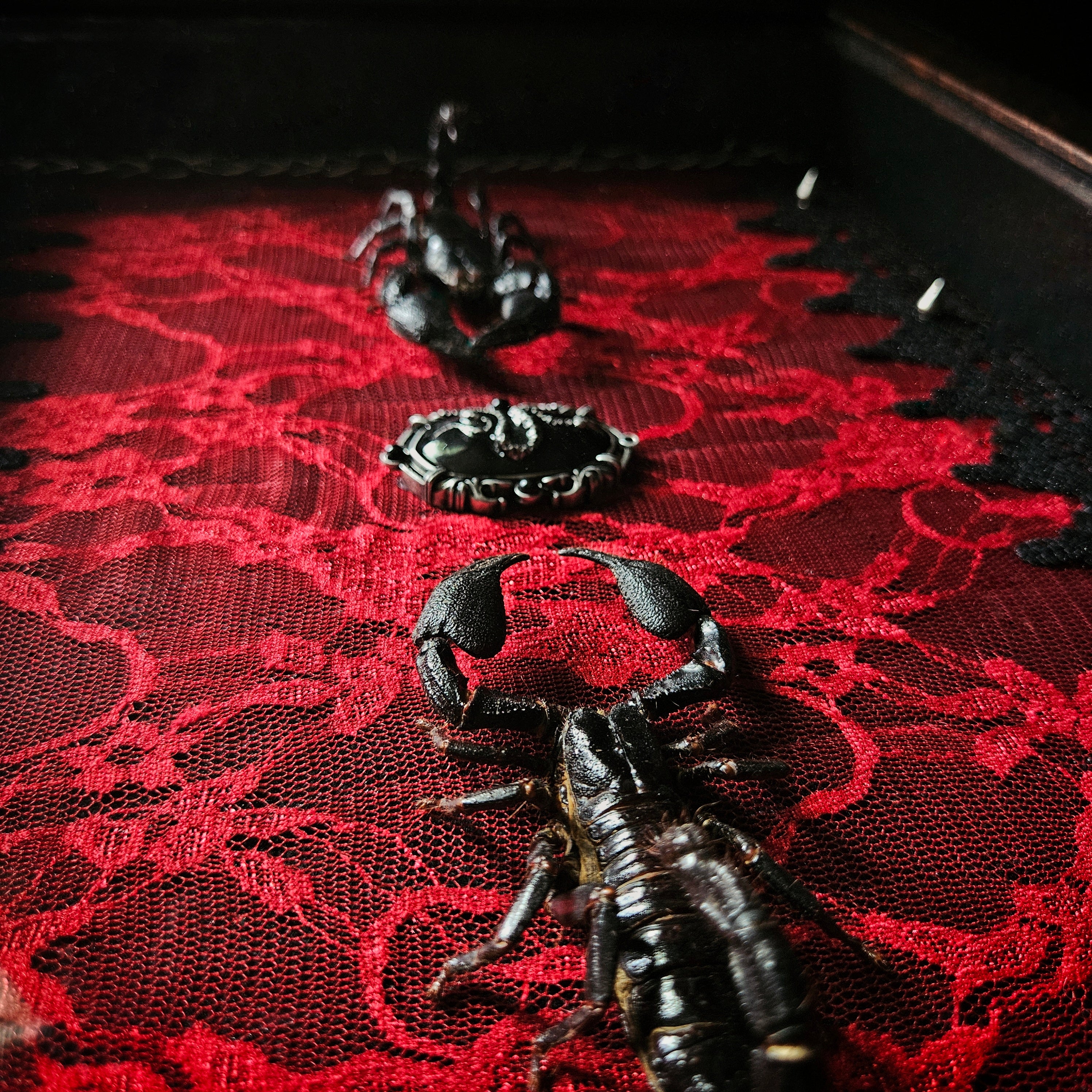 The Last Warning - Scorpion Dual Shadowbox Frame