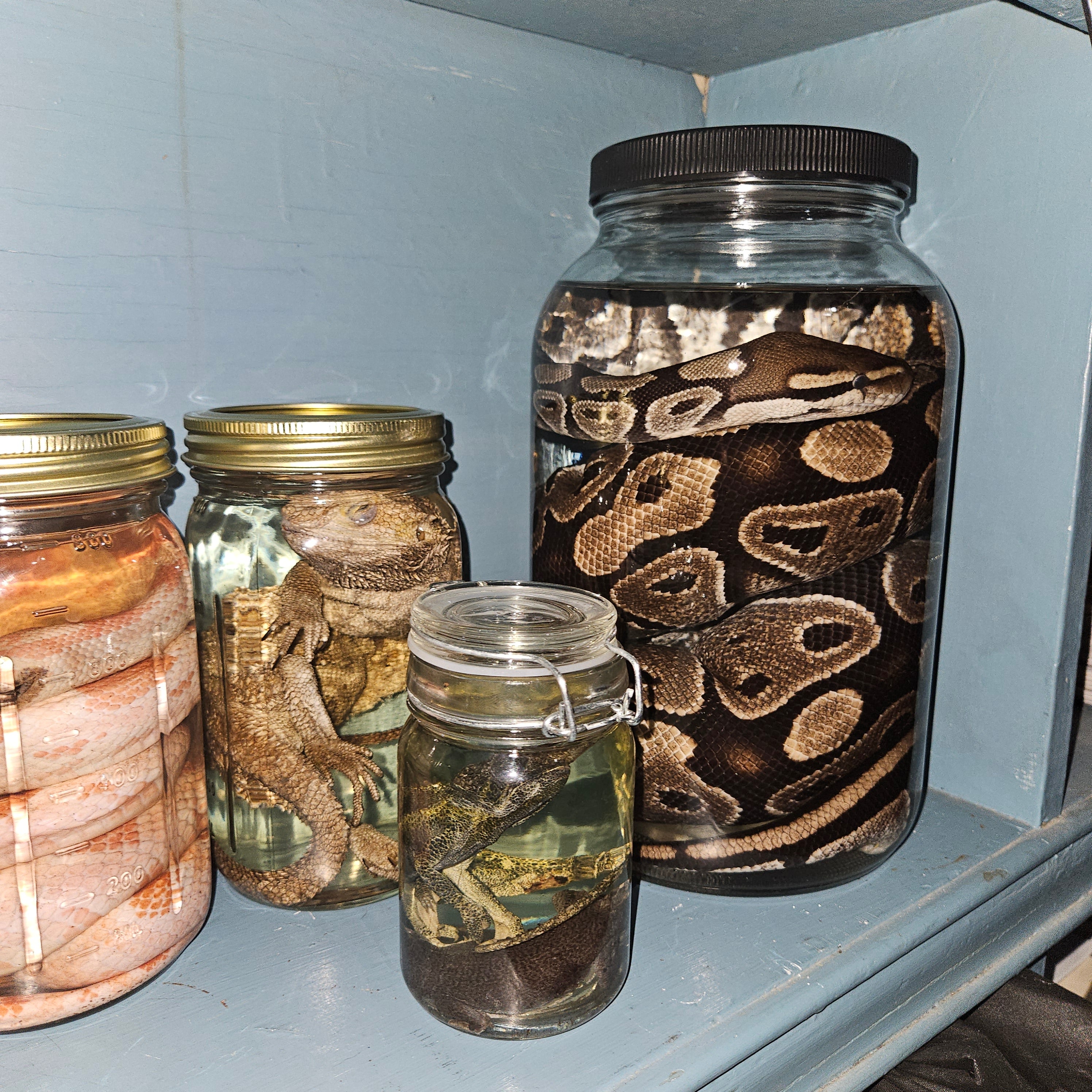 Gravid (egg-bearing) female Ball Python - wet specimen