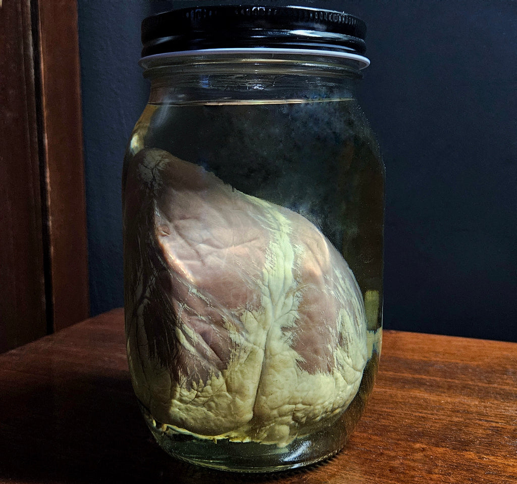 Deer Heart Wet Specimen