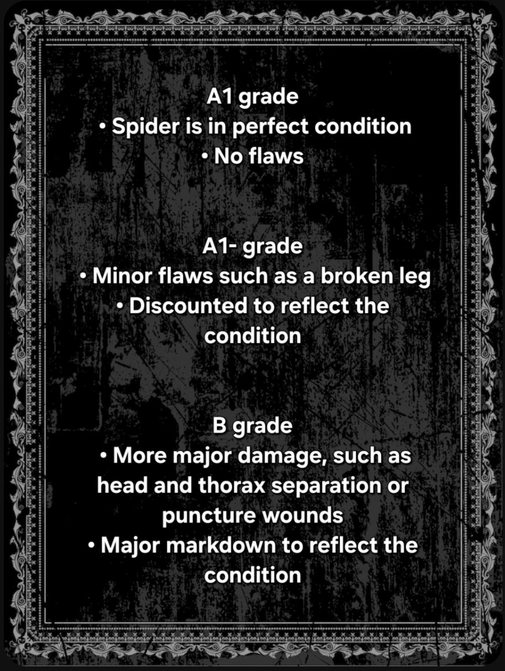 Black Widow spider wet specimen necklaces, female and male, black and silver necklaces
