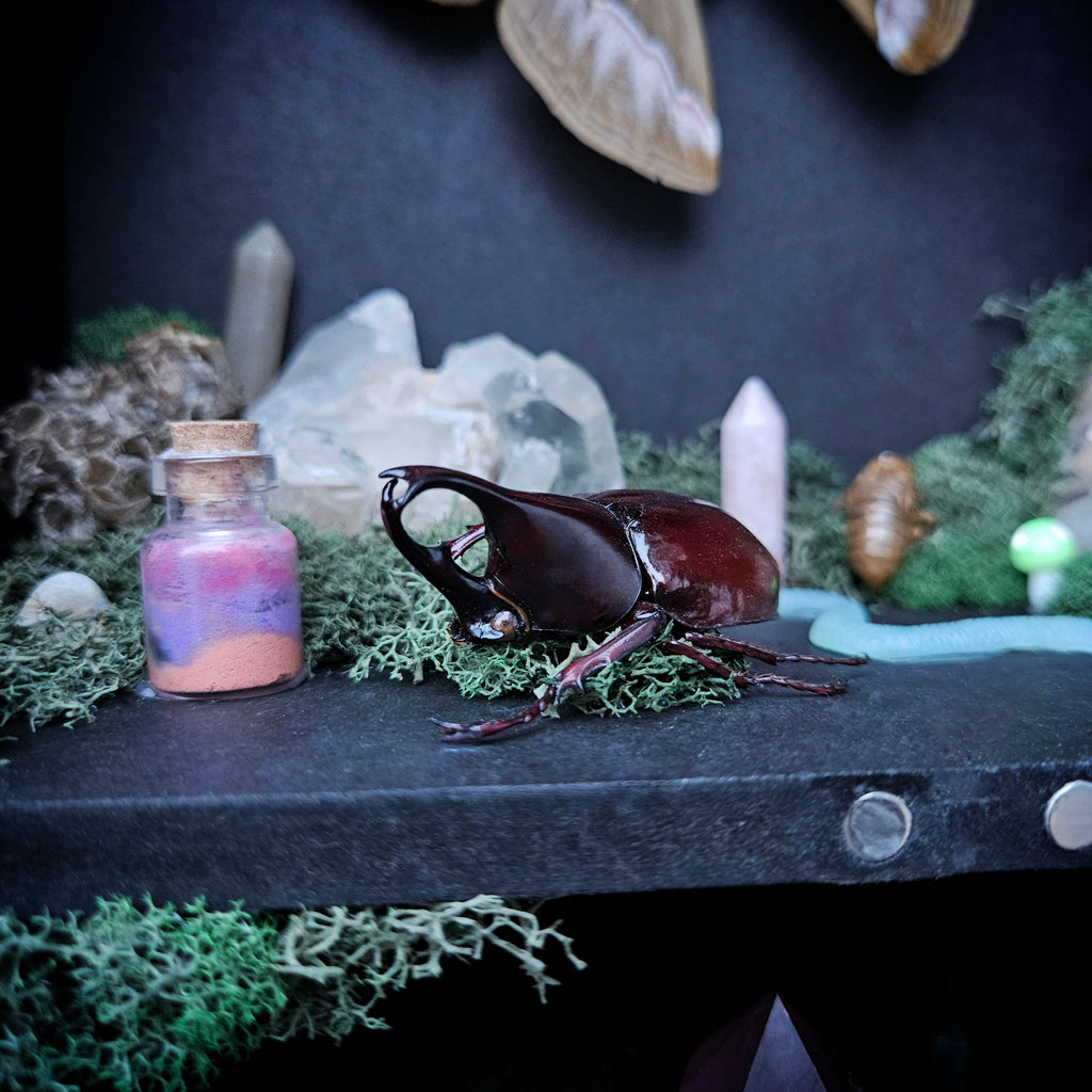 Moonlit Moth Reliquary Cabinet