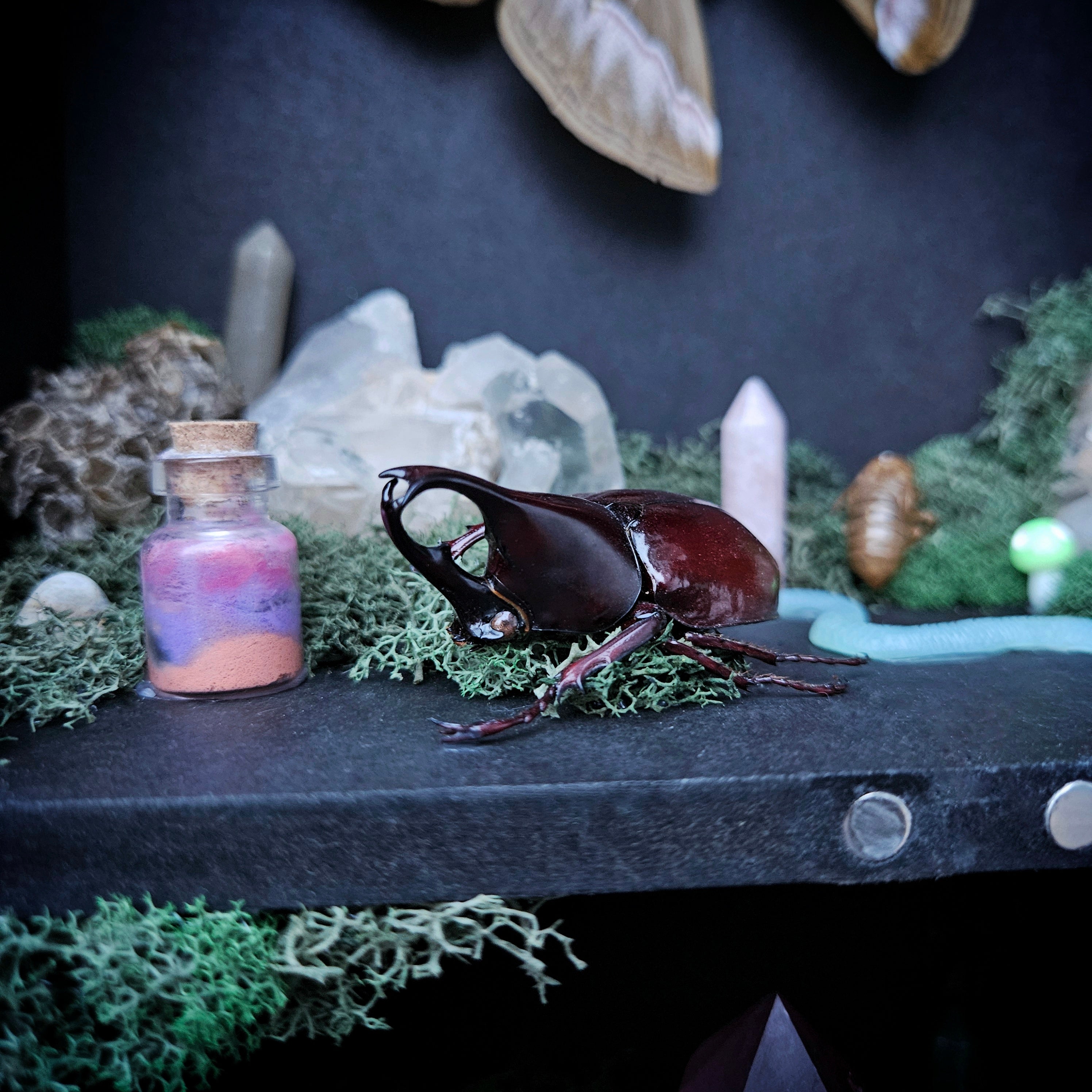 Moonlit Moth Reliquary Cabinet
