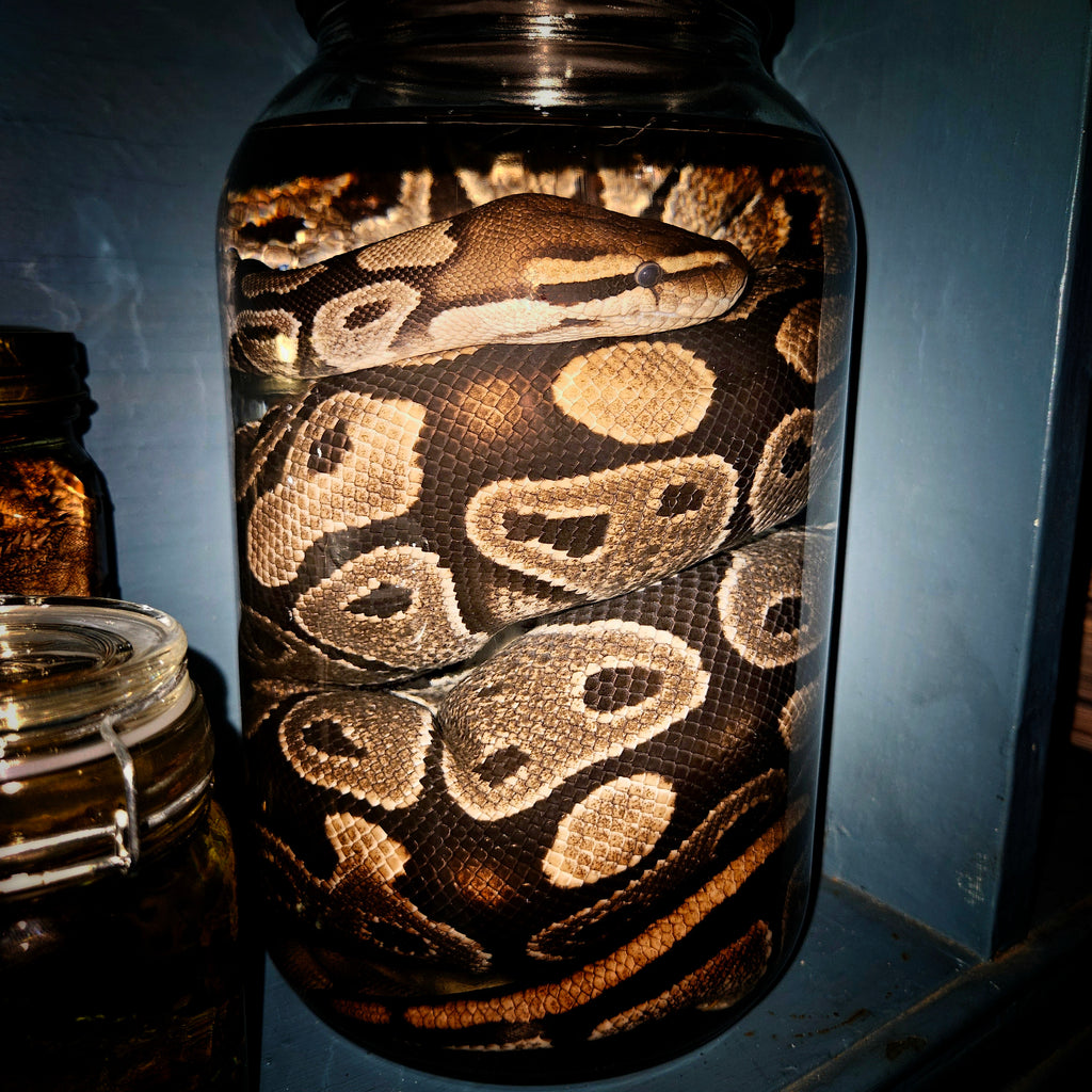 Gravid (egg-bearing) female Ball Python - wet specimen