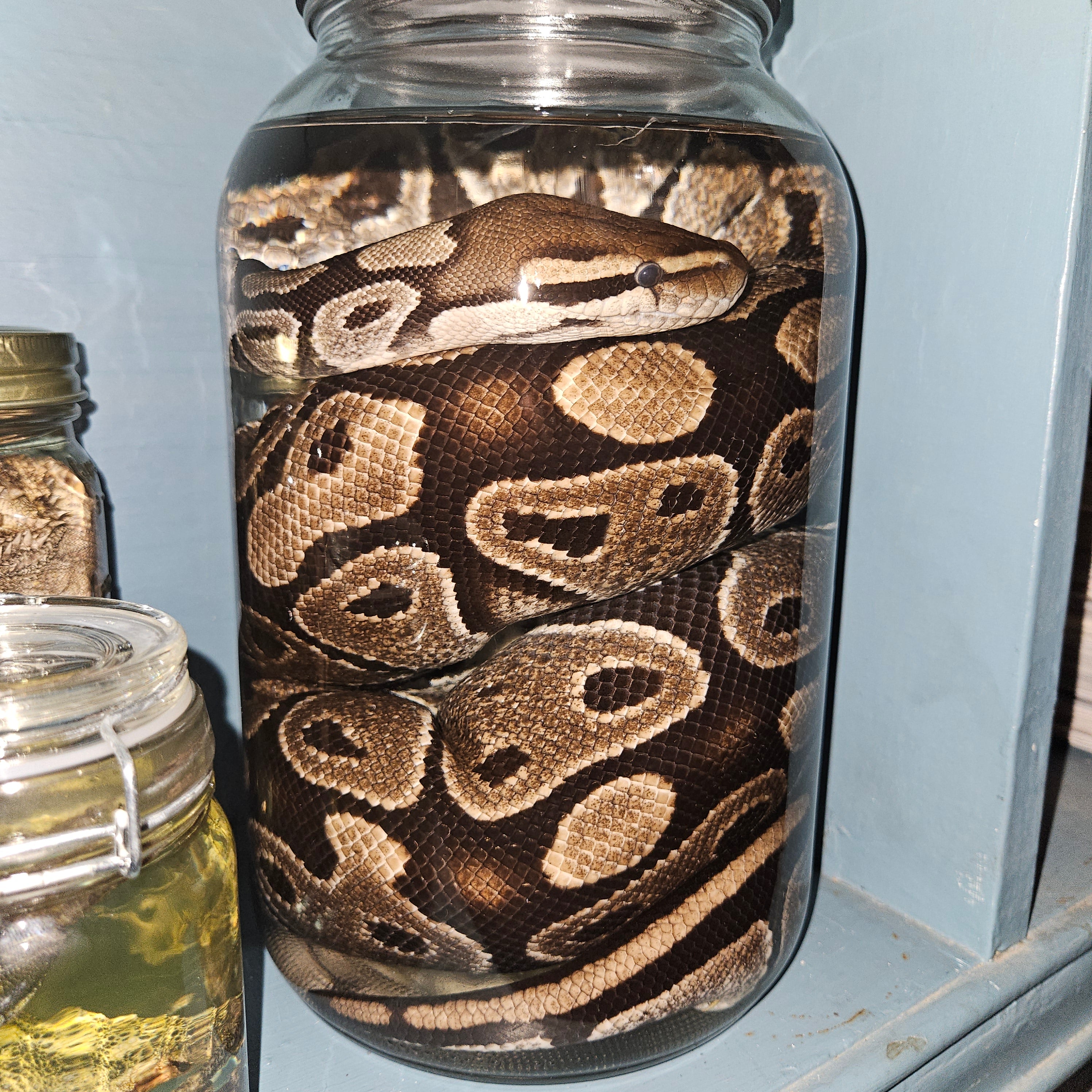 Gravid (egg-bearing) female Ball Python - wet specimen