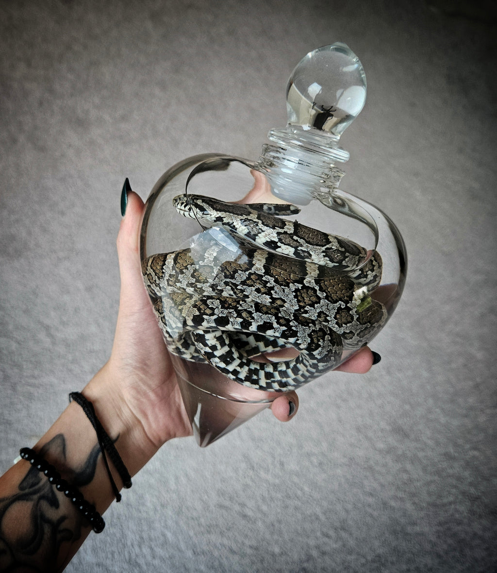 Juvenile Rat Snake wet specimen