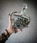 Juvenile Rat Snake wet specimen
