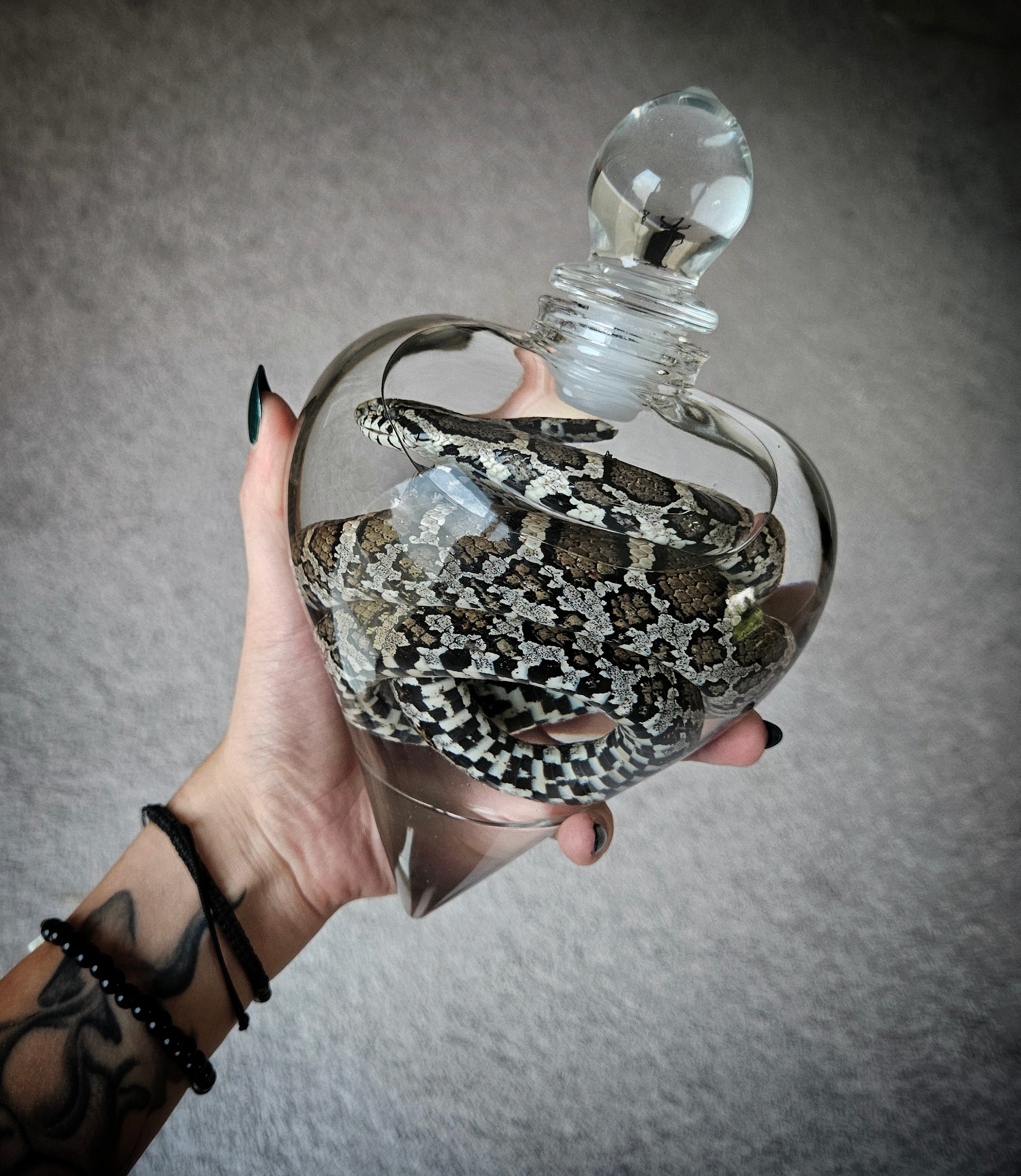 Juvenile Rat Snake wet specimen