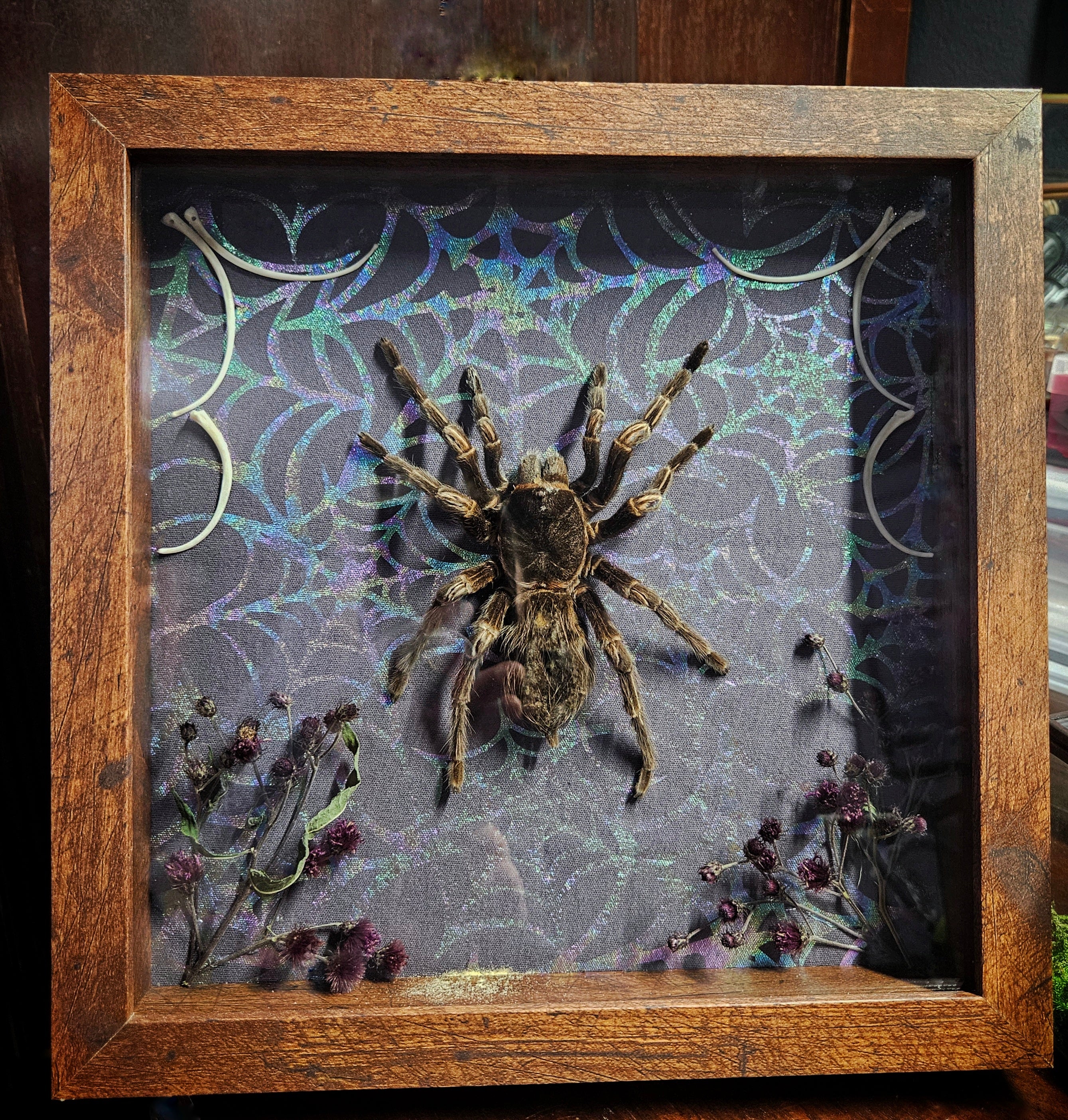 Tarantula Shadowbox with snake ribs