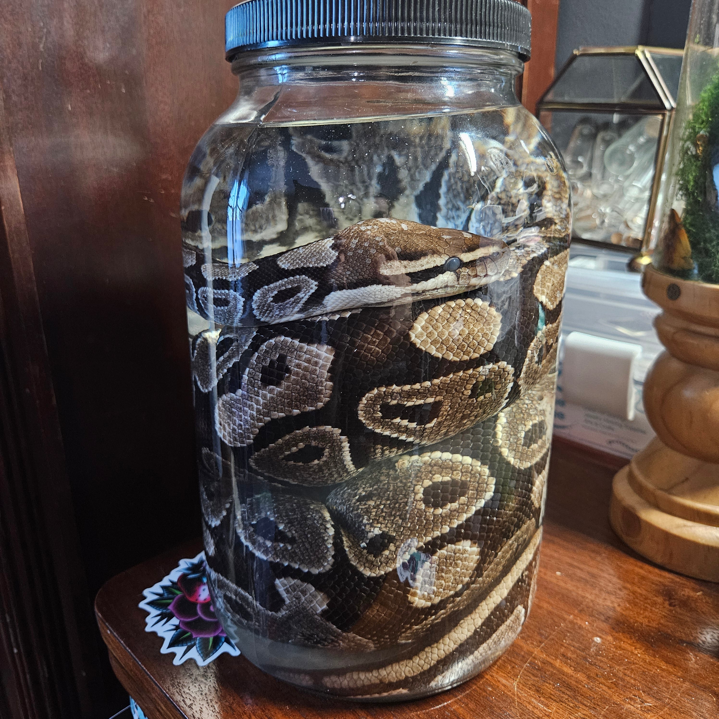 Gravid (egg-bearing) female Ball Python - wet specimen