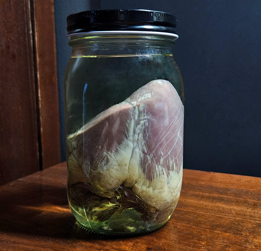 Deer Heart Wet Specimen