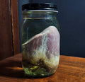 Deer Heart Wet Specimen