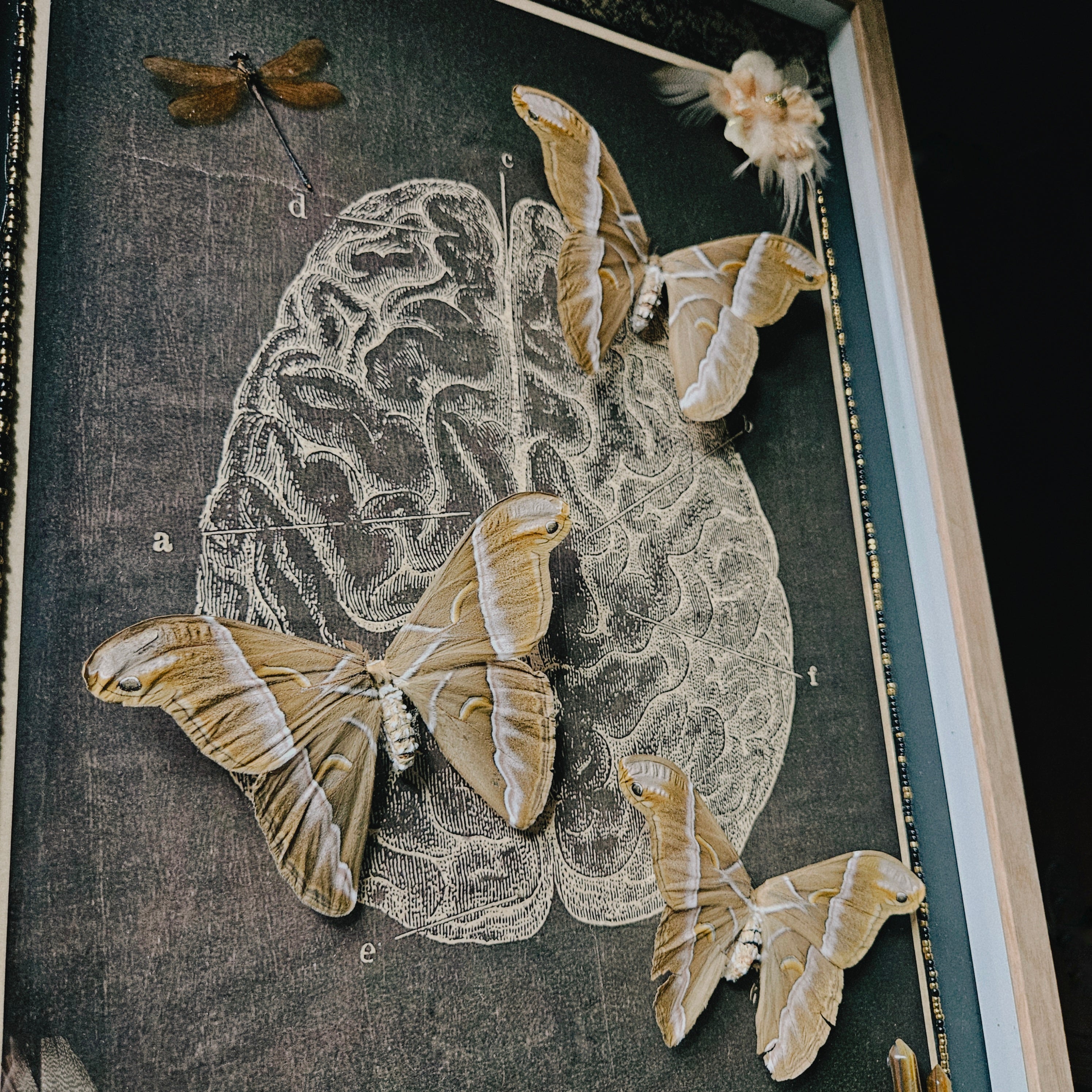 Thought of Consciousness Shadowbox Frame