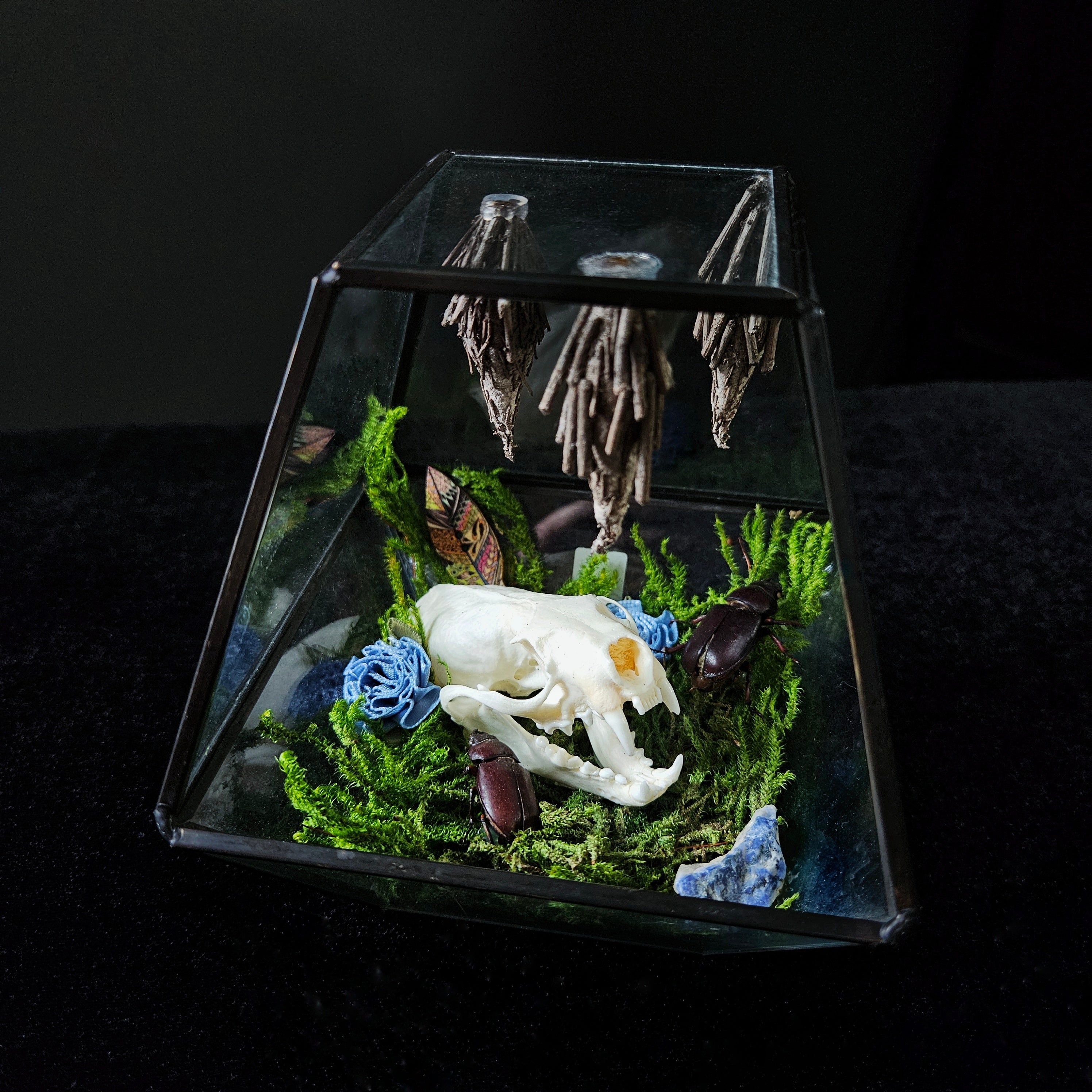Mink Skull Open Terrarium with Beetles & Cocoons