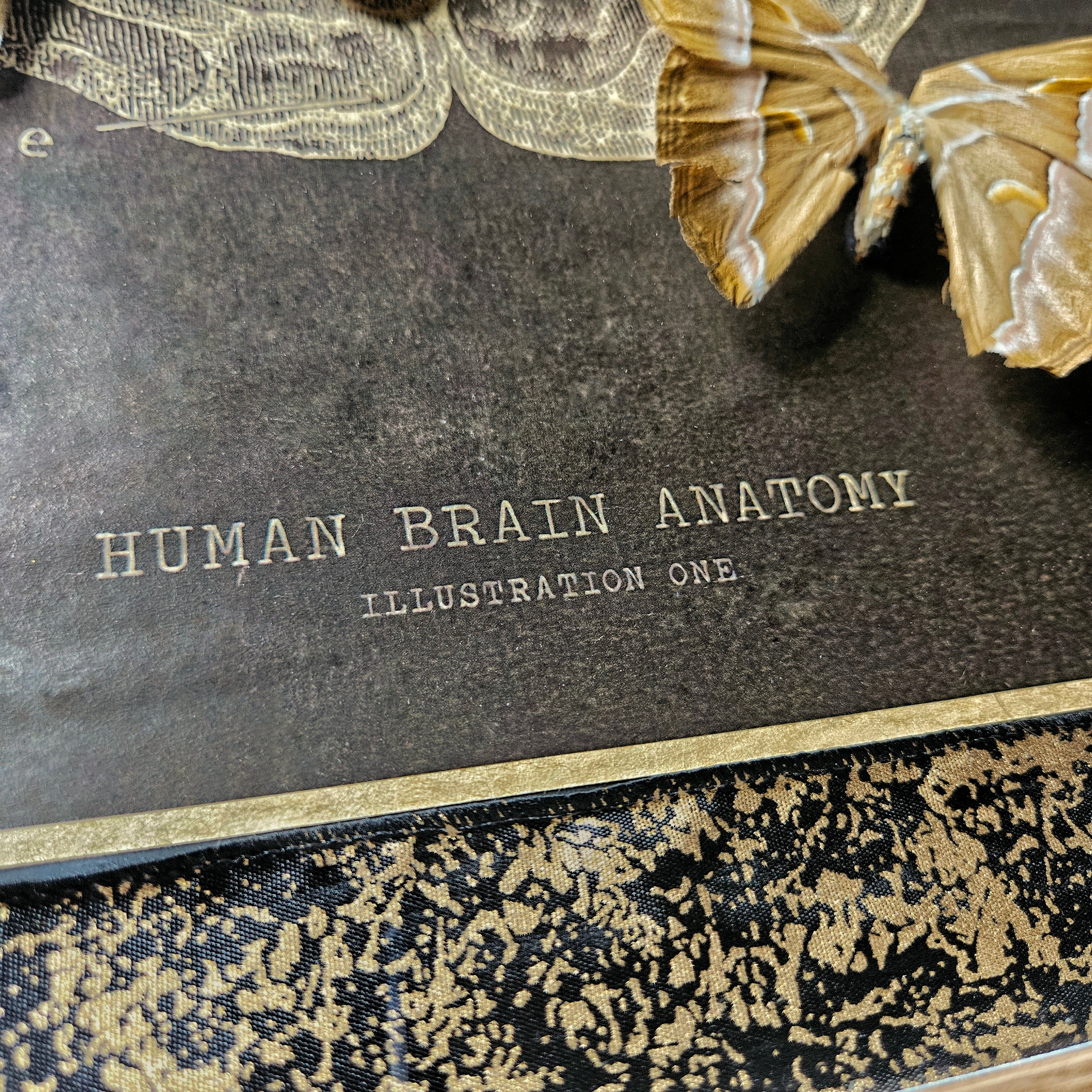 Thought of Consciousness Shadowbox Frame