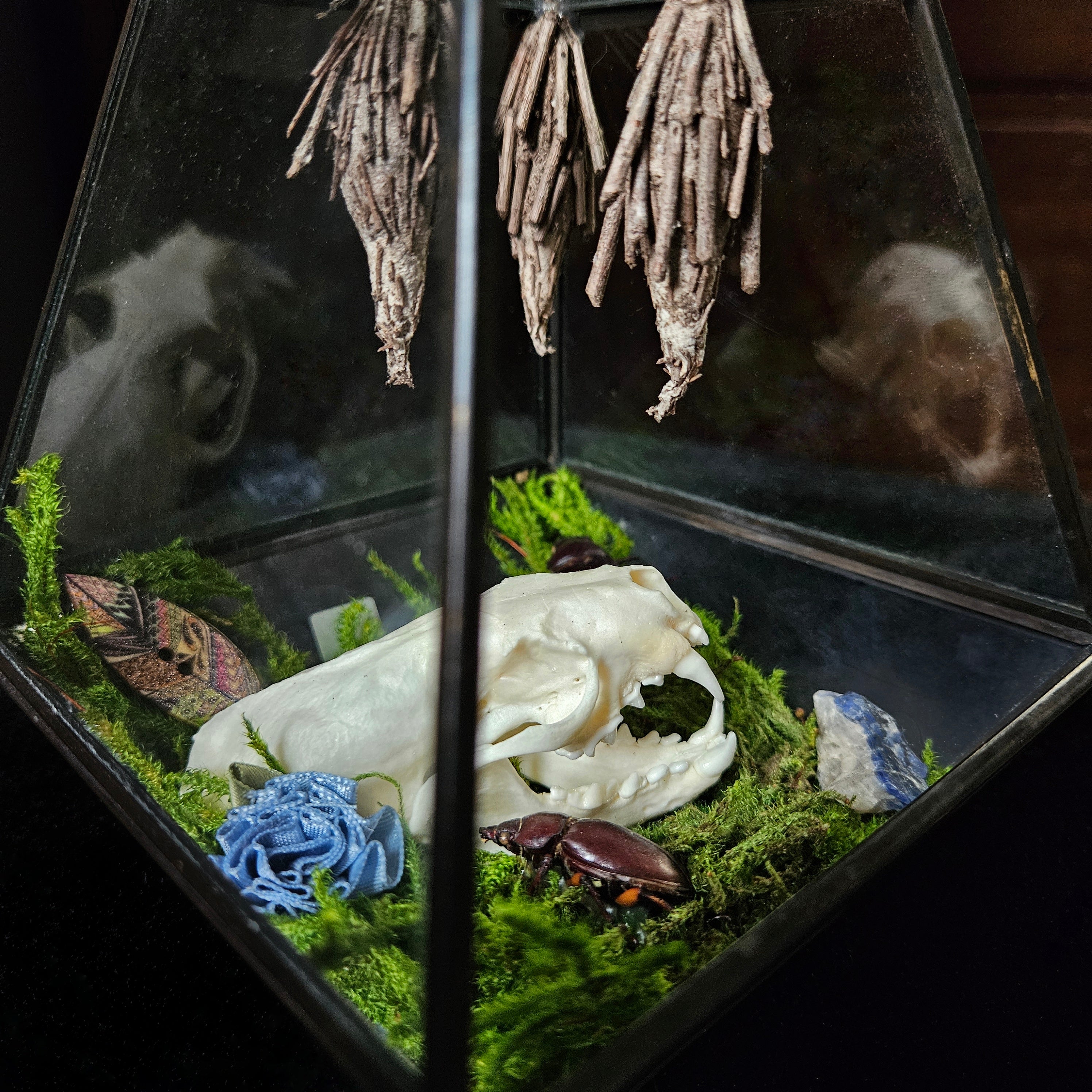 Mink Skull Open Terrarium with Beetles & Cocoons