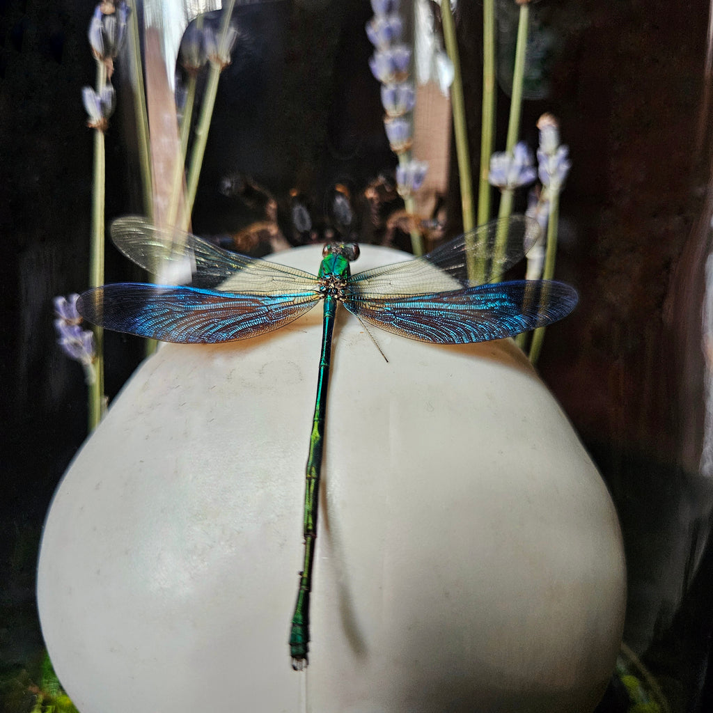 Dragonfly Dance Decor Dome