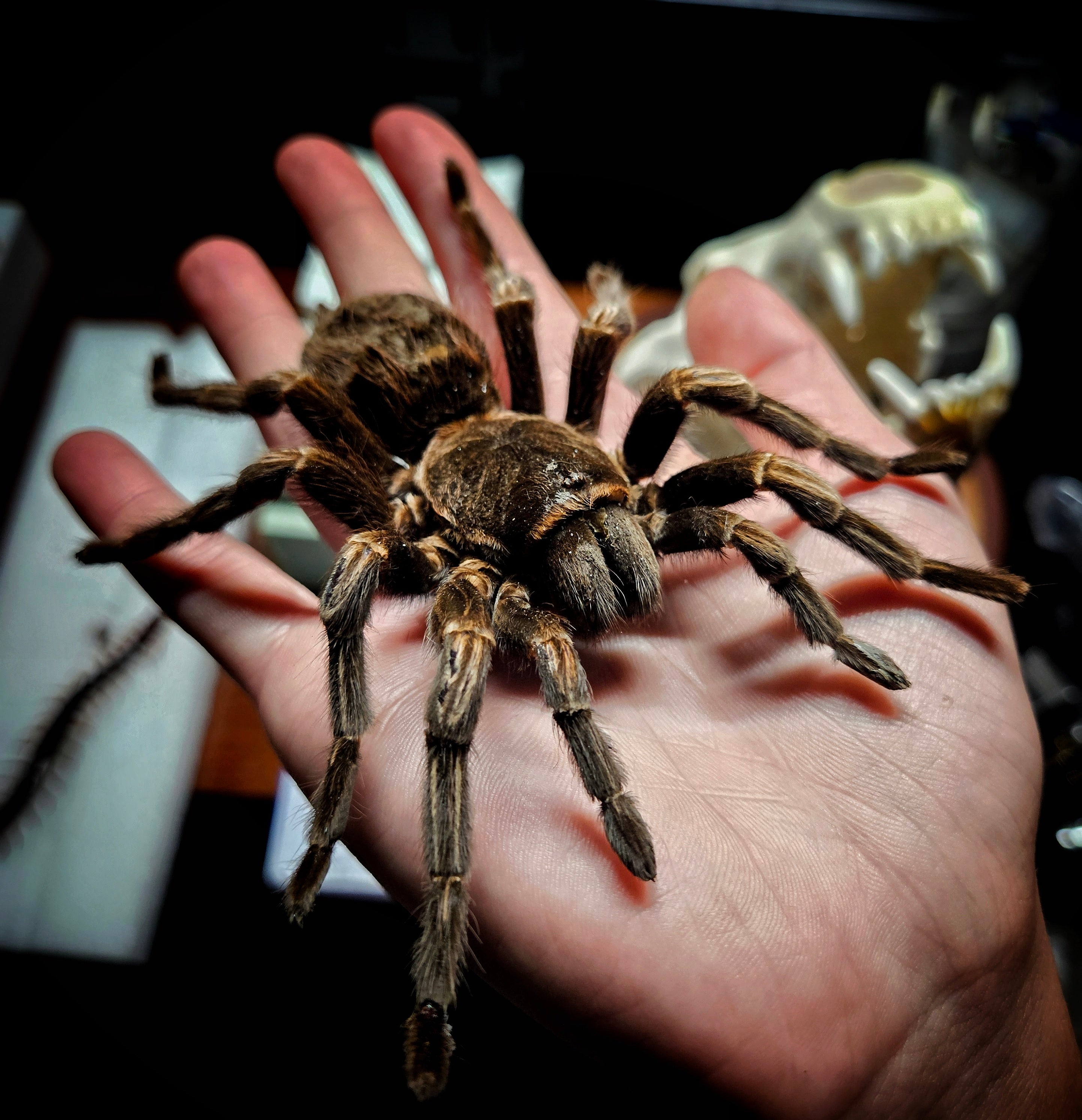 Tarantula Shadowbox with snake ribs