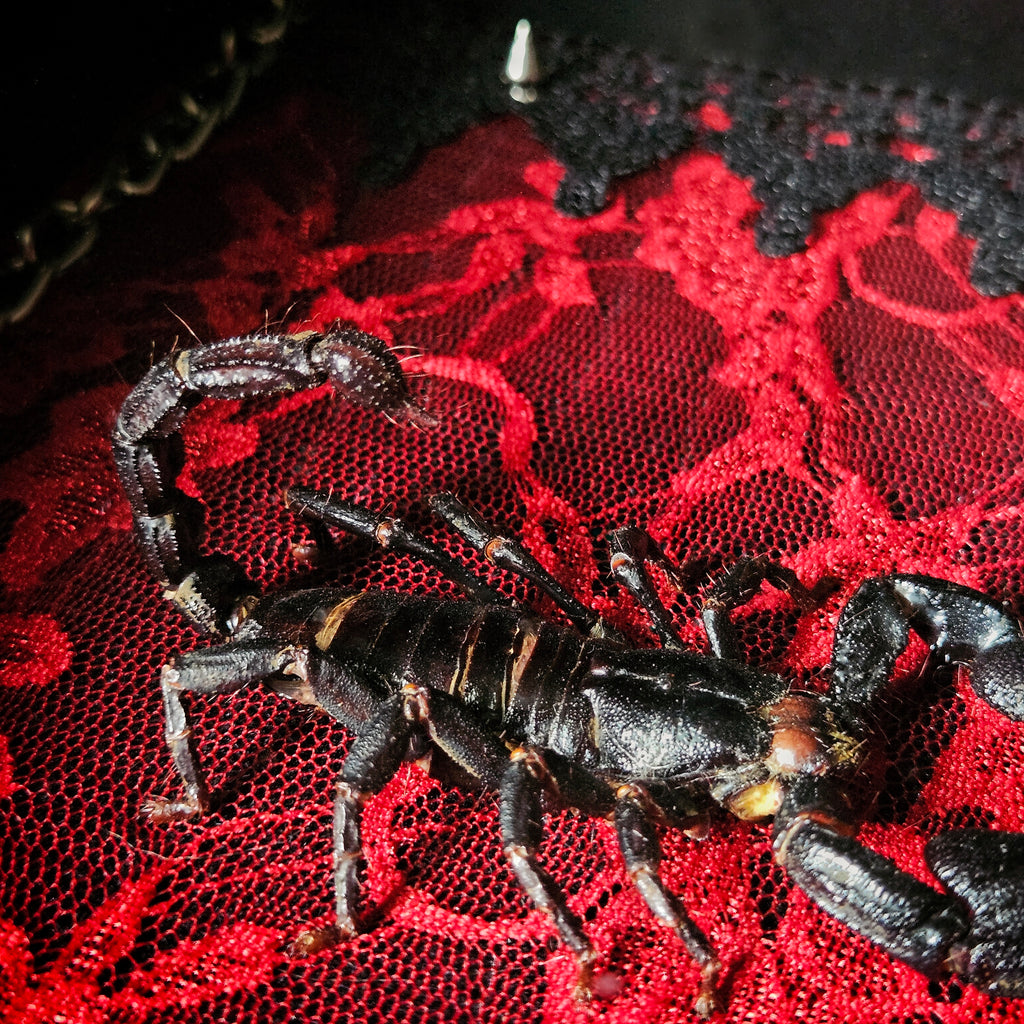 The Last Warning - Scorpion Dual Shadowbox Frame