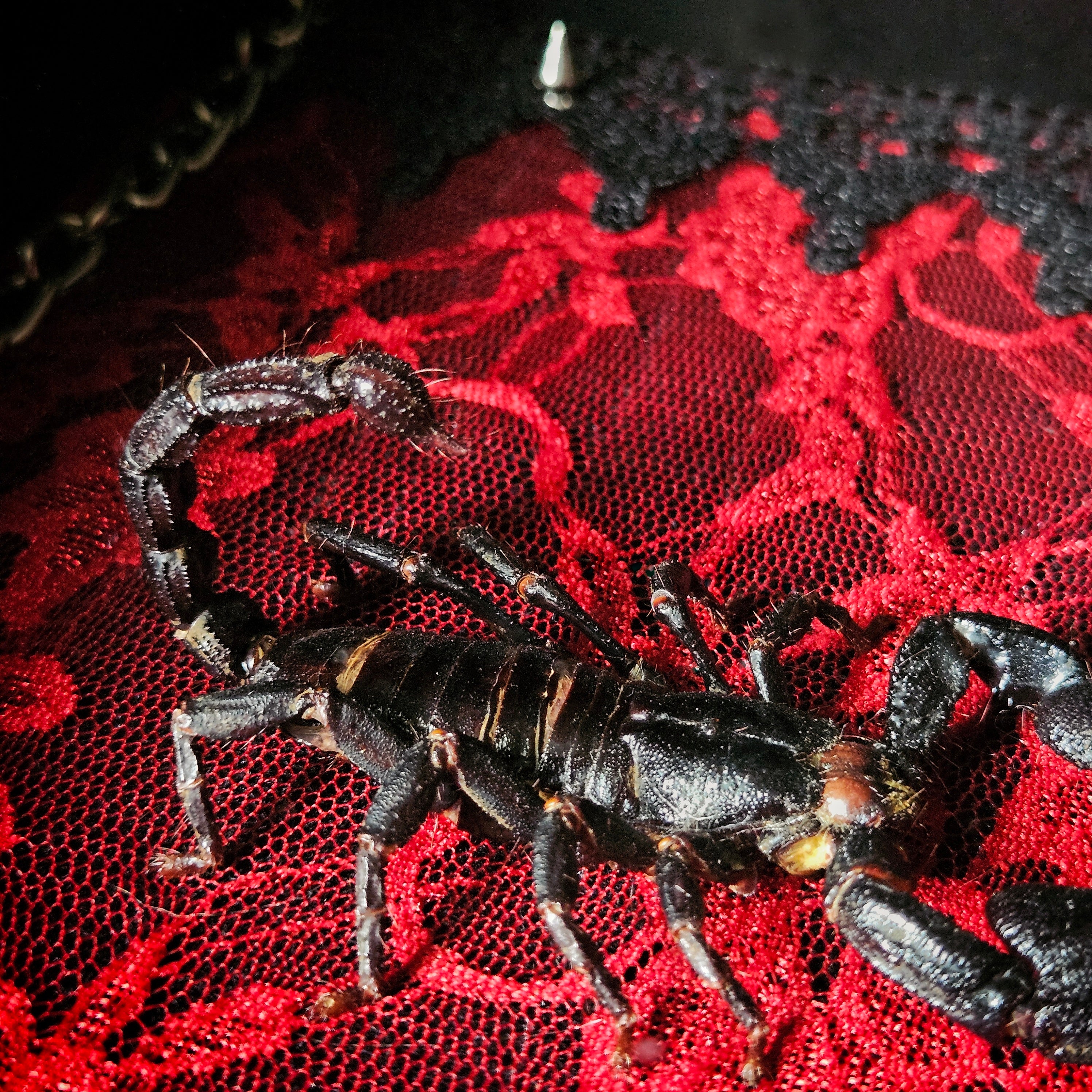The Last Warning - Scorpion Dual Shadowbox Frame