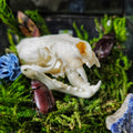 Mink Skull Open Terrarium with Beetles & Cocoons