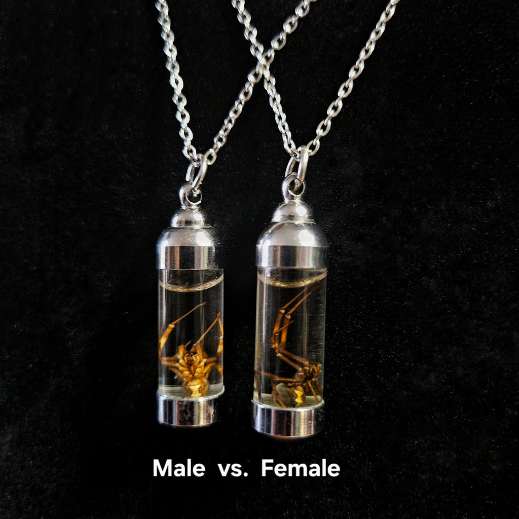 Black Widow spider wet specimen necklaces, female and male, black and silver necklaces
