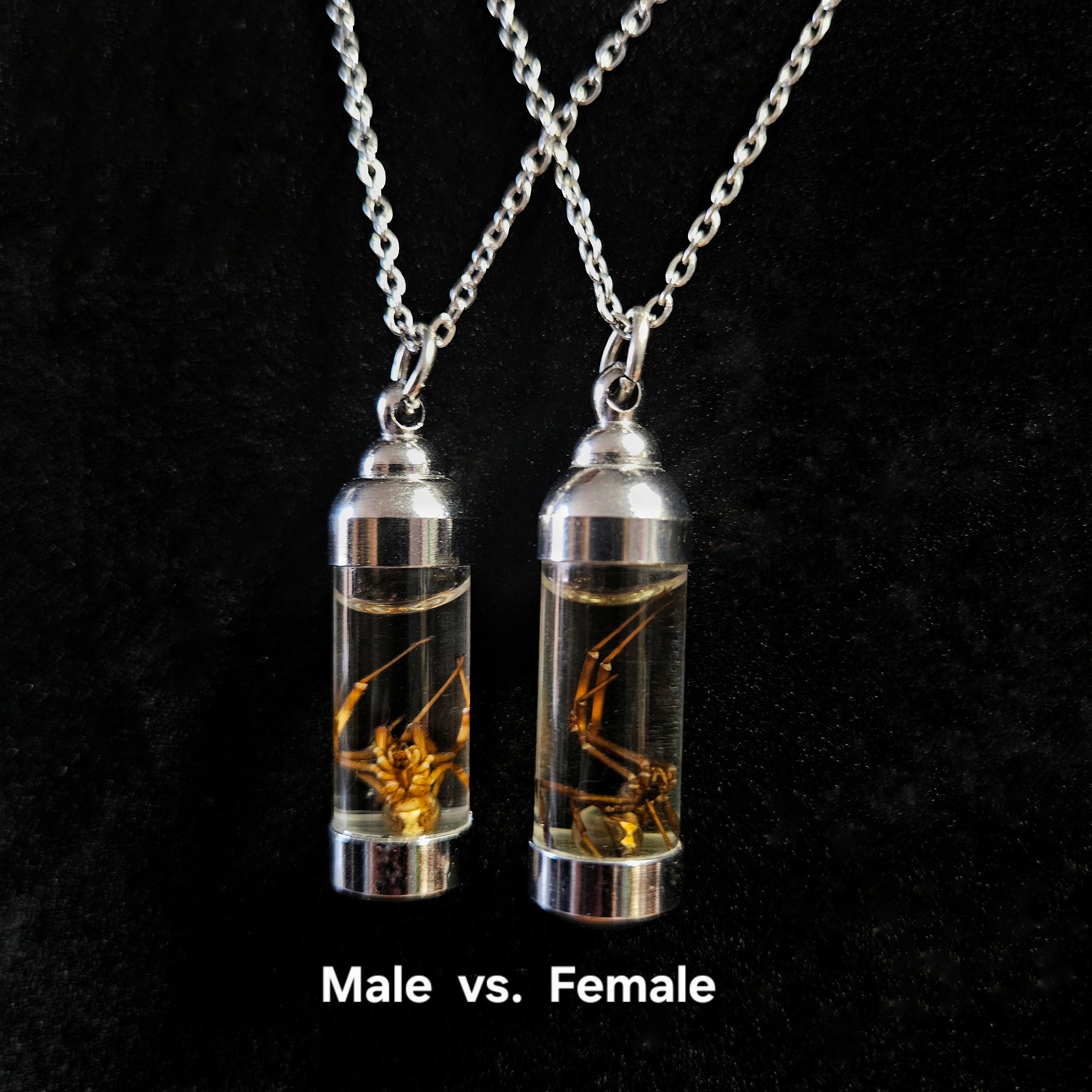 Black Widow spider wet specimen necklaces, female and male, black and silver necklaces