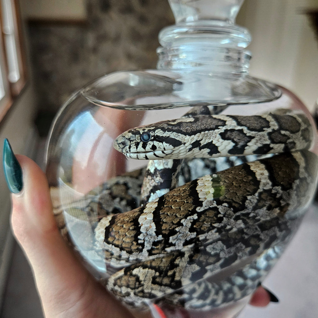 Juvenile Rat Snake wet specimen