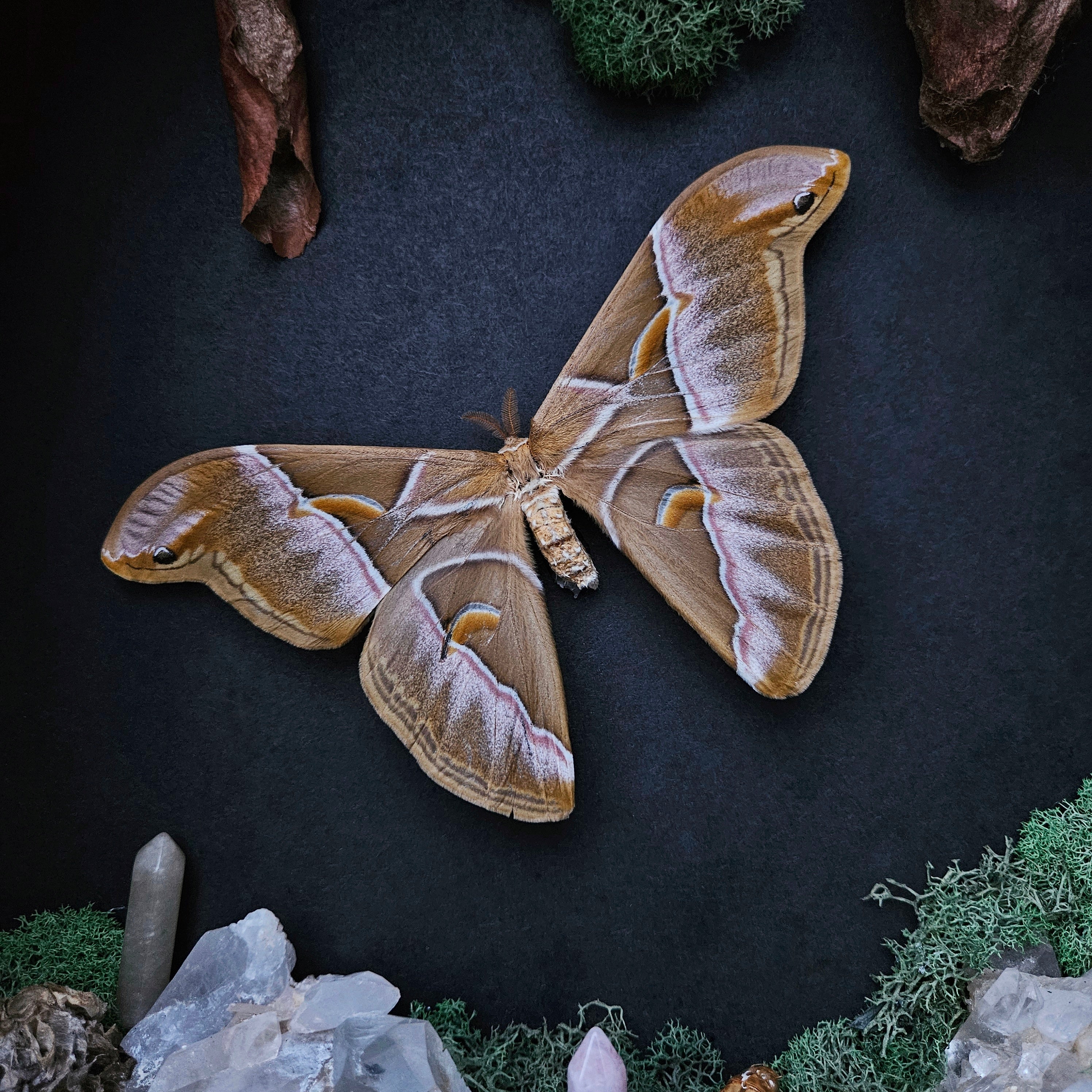 Moonlit Moth Reliquary Cabinet