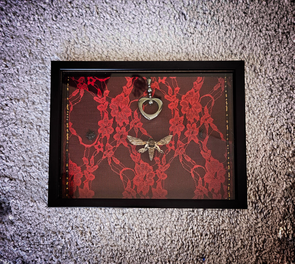 Crimson Lace Sphinx Moth Frame