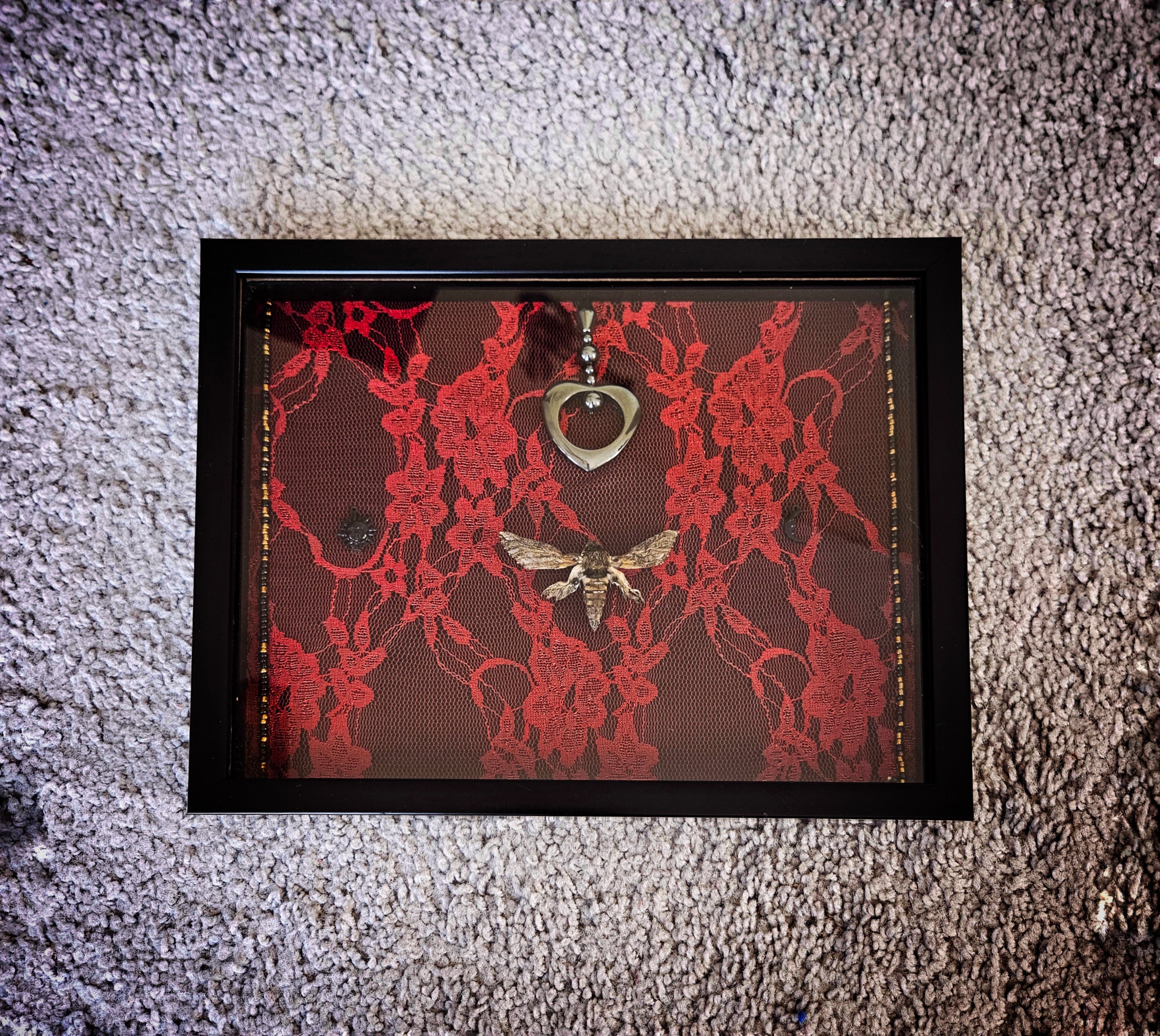 Crimson Lace Sphinx Moth Frame