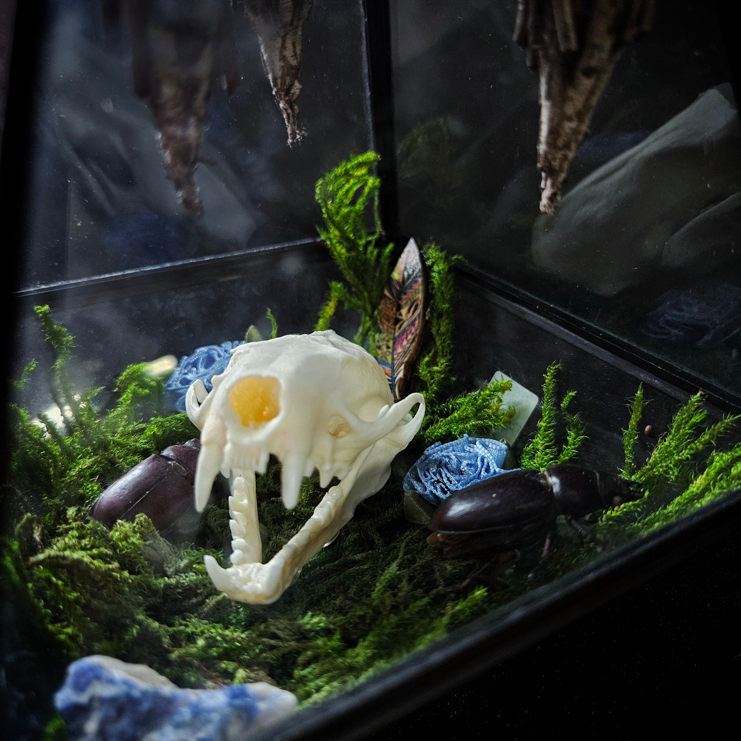 Mink Skull Open Terrarium with Beetles & Cocoons