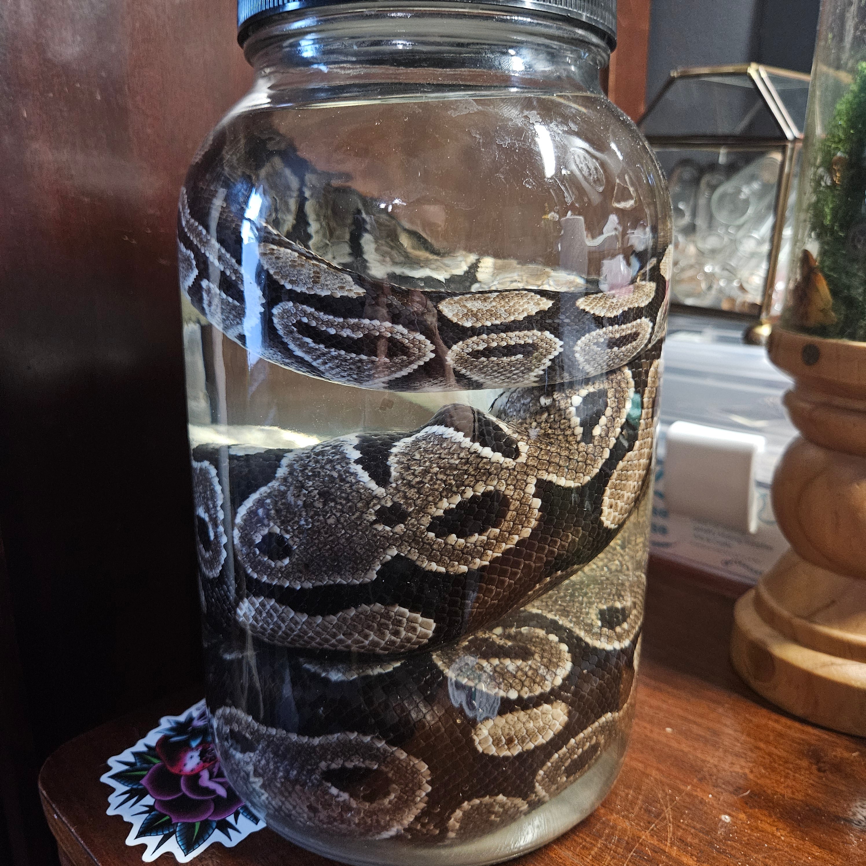 Gravid (egg-bearing) female Ball Python - wet specimen