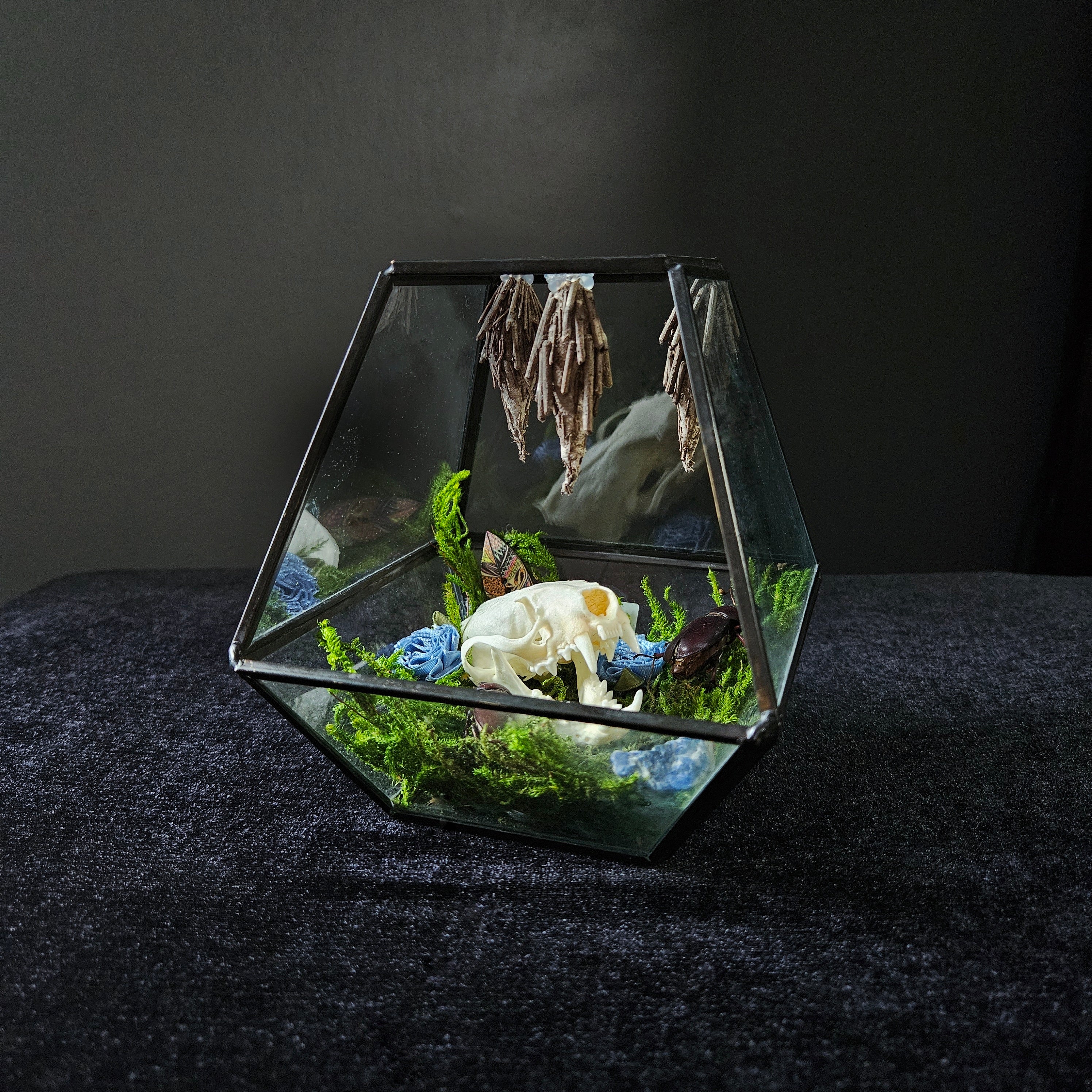 Mink Skull Open Terrarium with Beetles & Cocoons