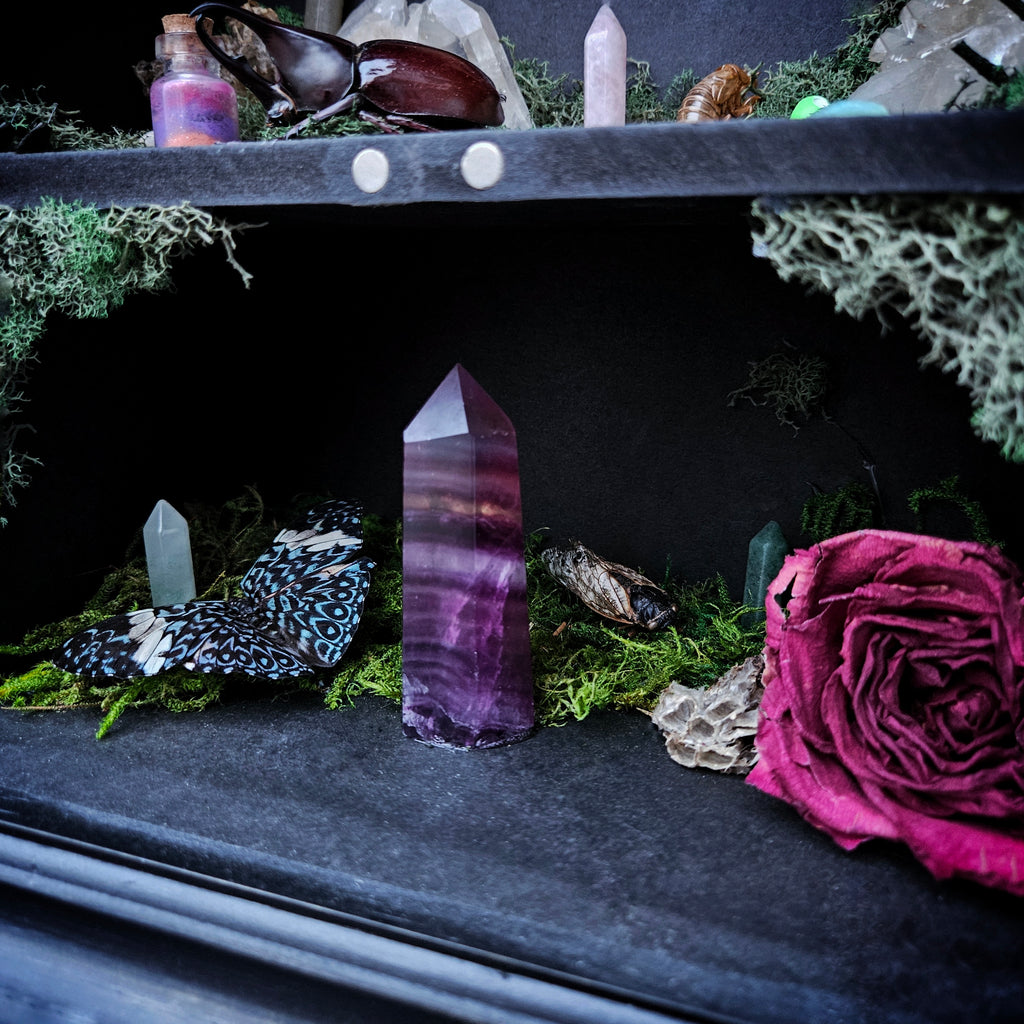 Moonlit Moth Reliquary Cabinet