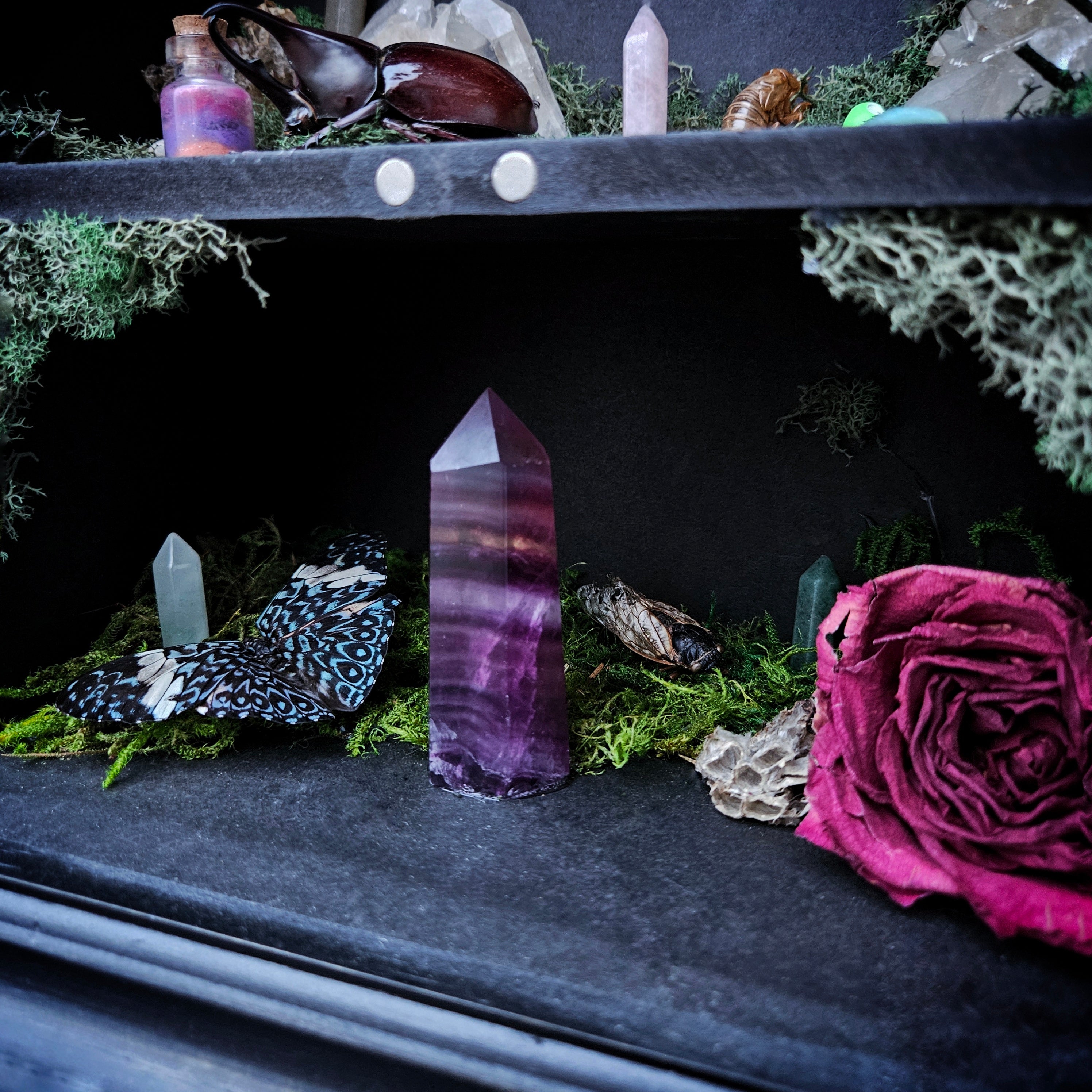 Moonlit Moth Reliquary Cabinet